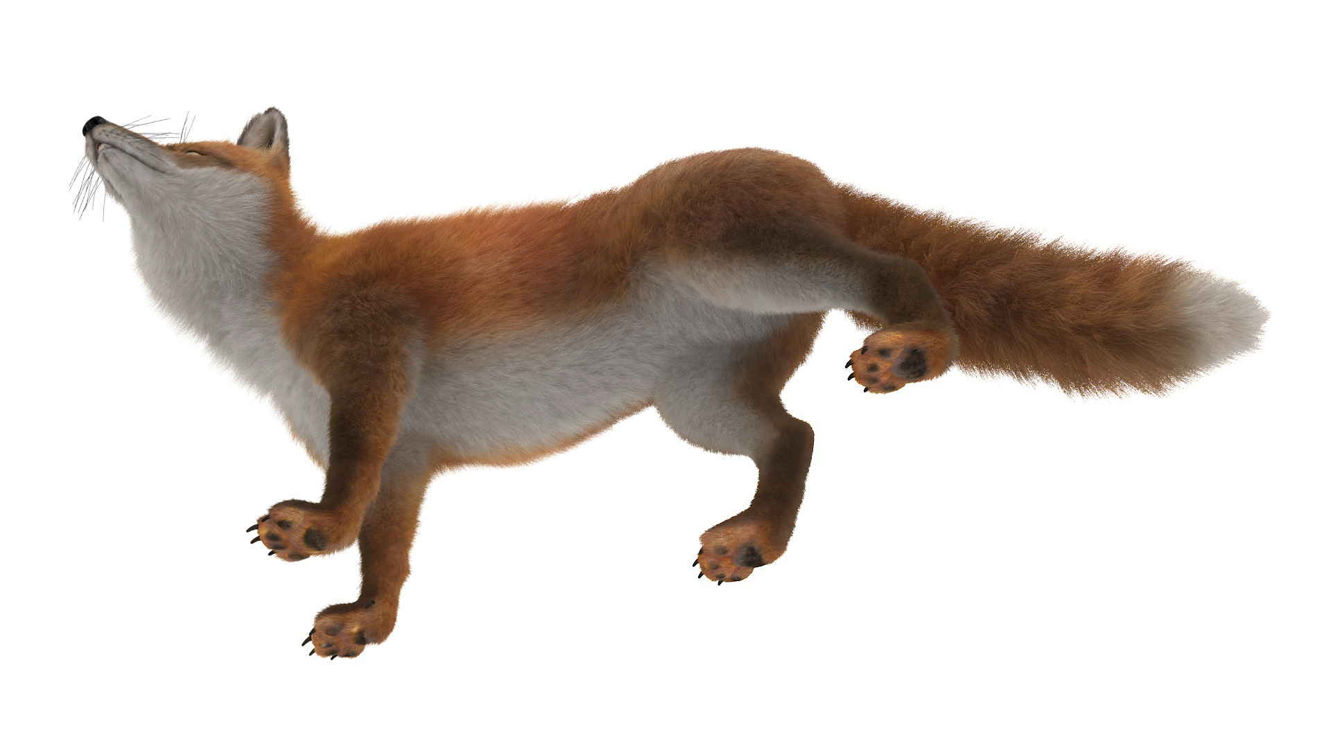 Wild Fox Idle Pose Fur 3D