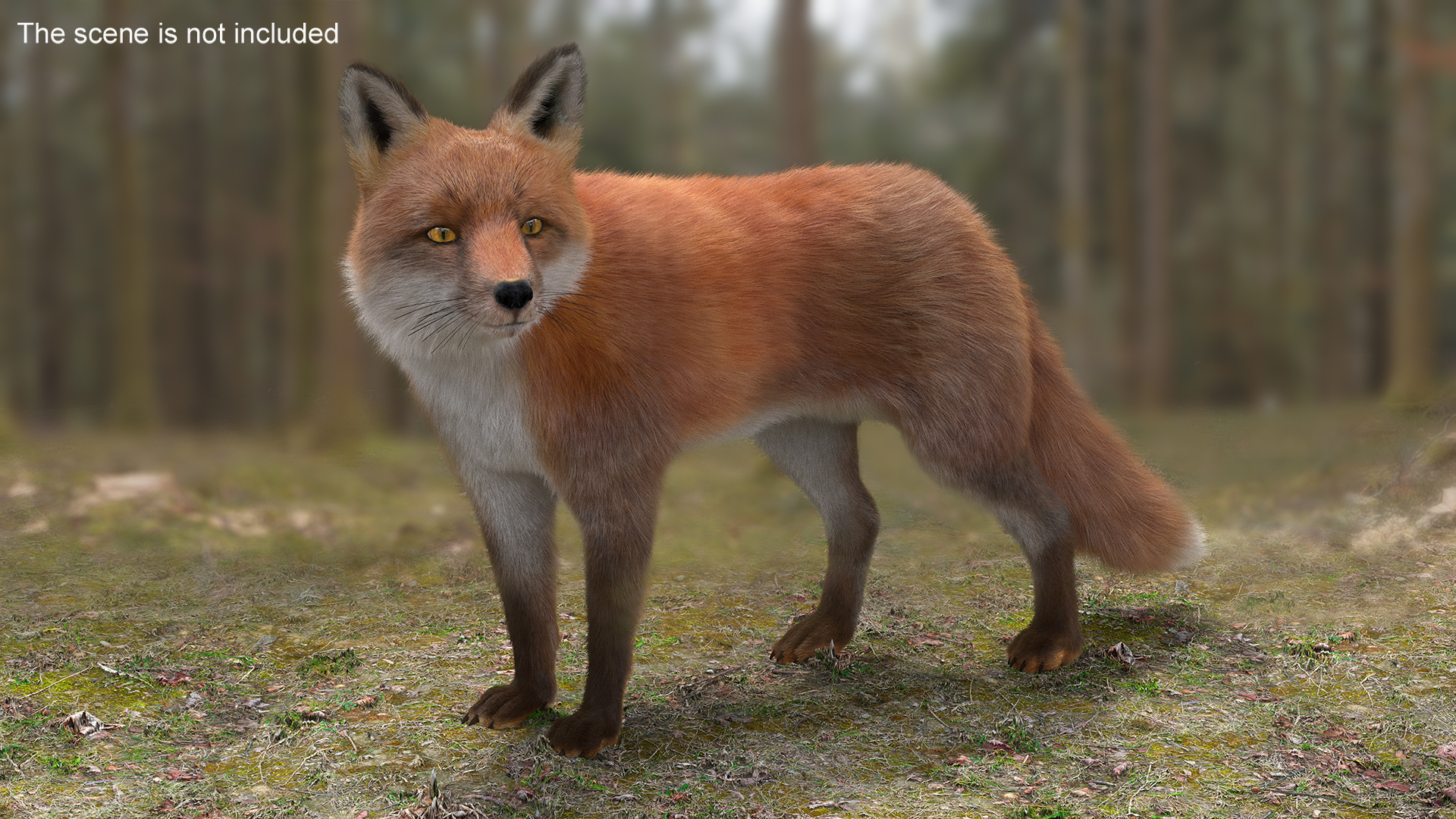 Wild Fox Idle Pose Fur 3D