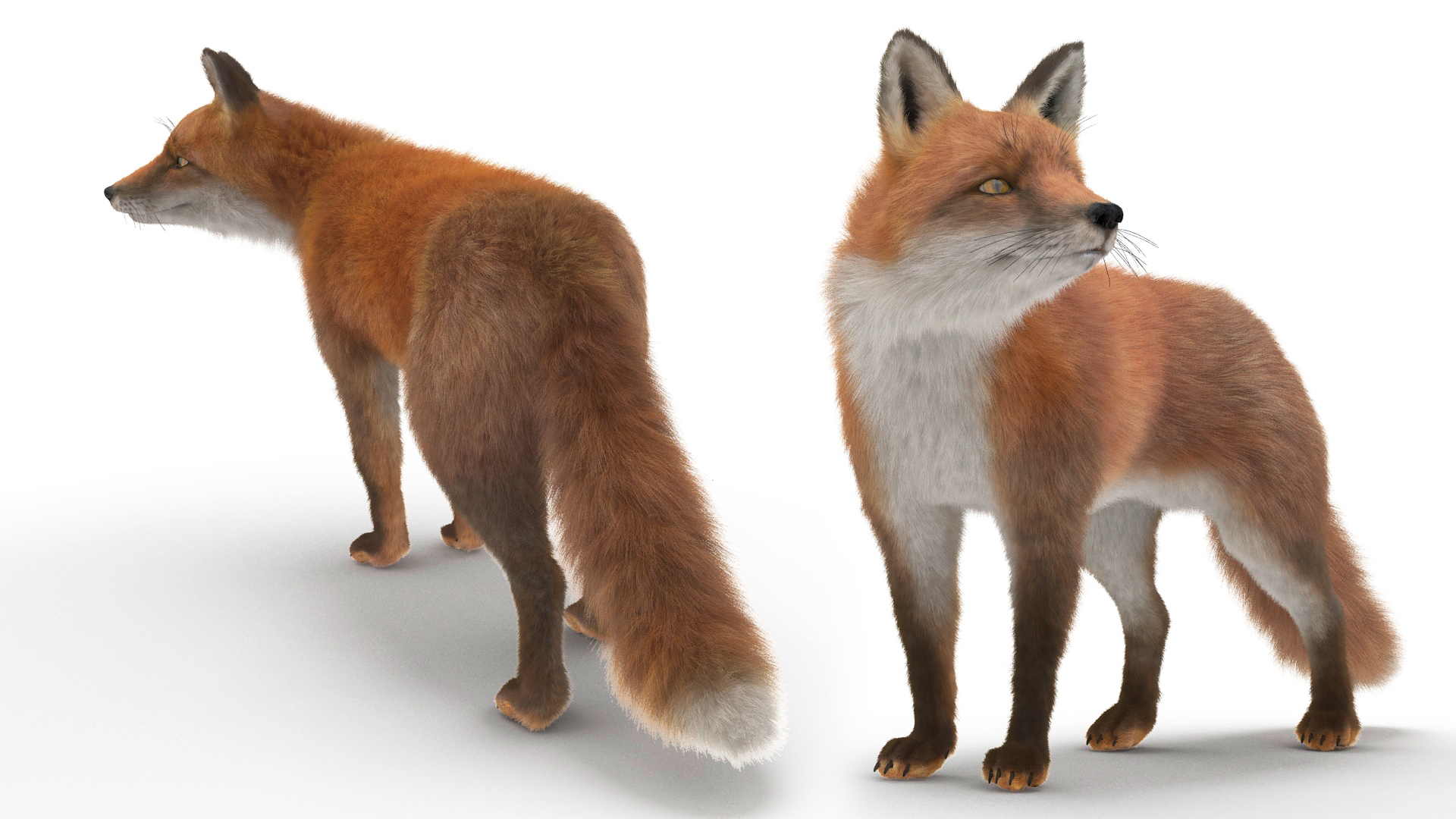 Wild Fox Idle Pose Fur 3D