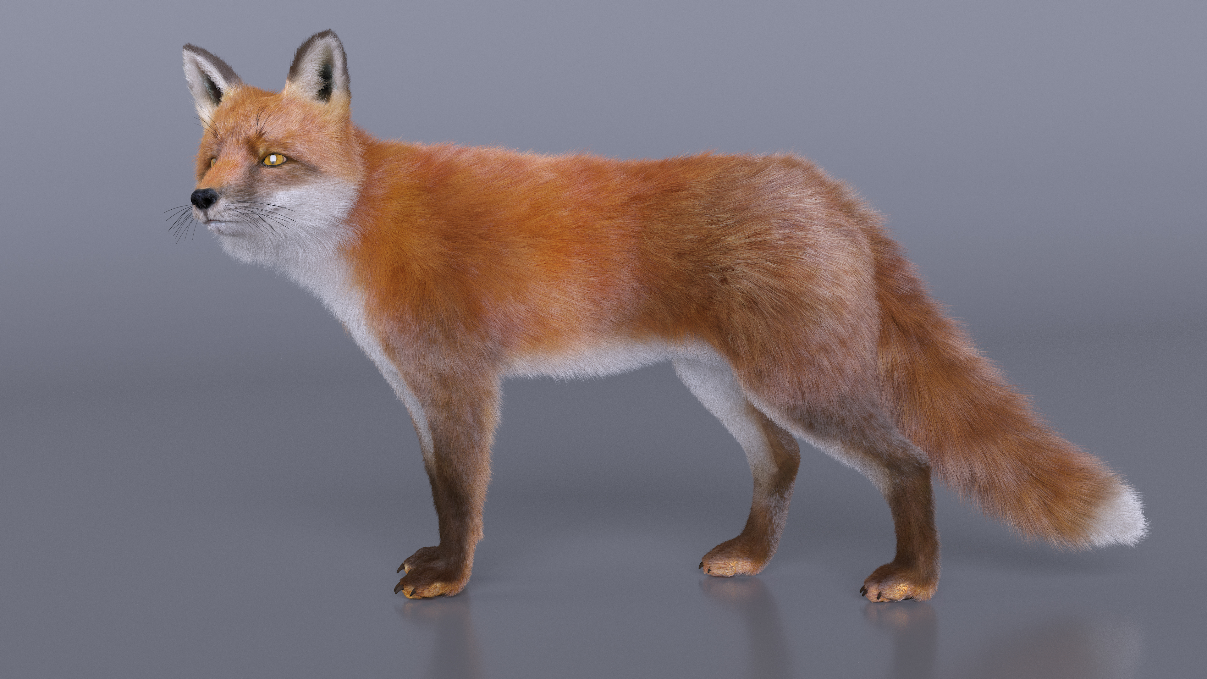 Wild Fox Idle Pose Fur 3D