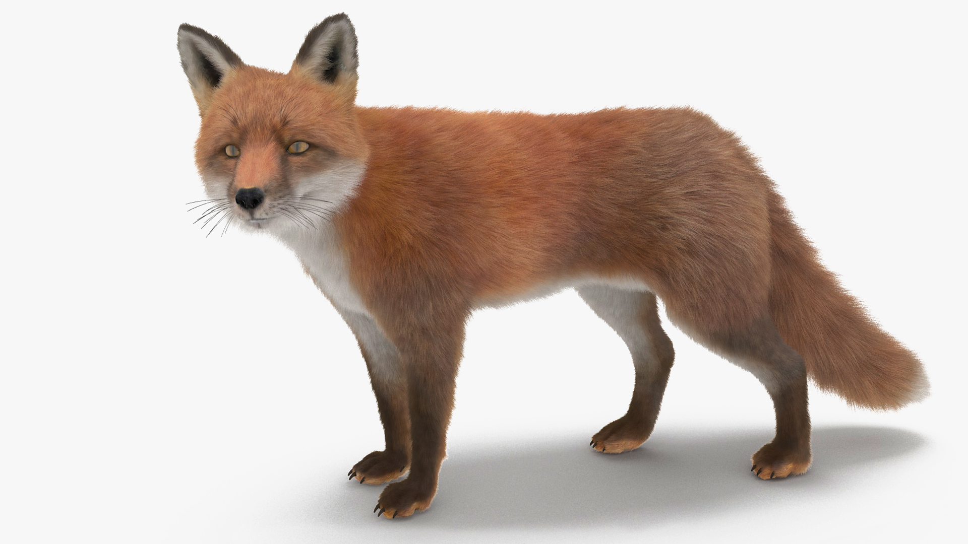 Wild Fox Idle Pose Fur 3D