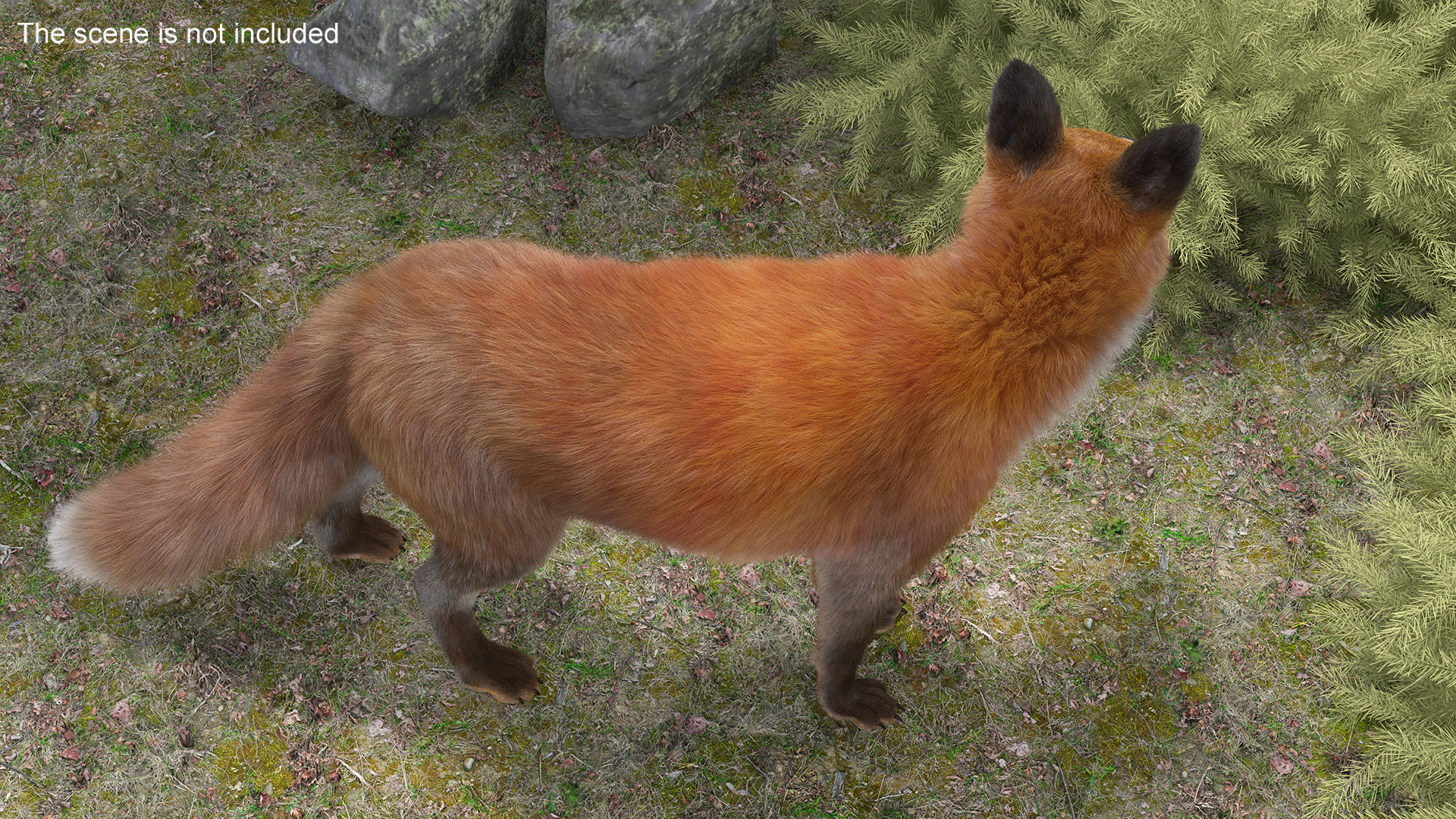 Wild Fox Idle Pose Fur 3D