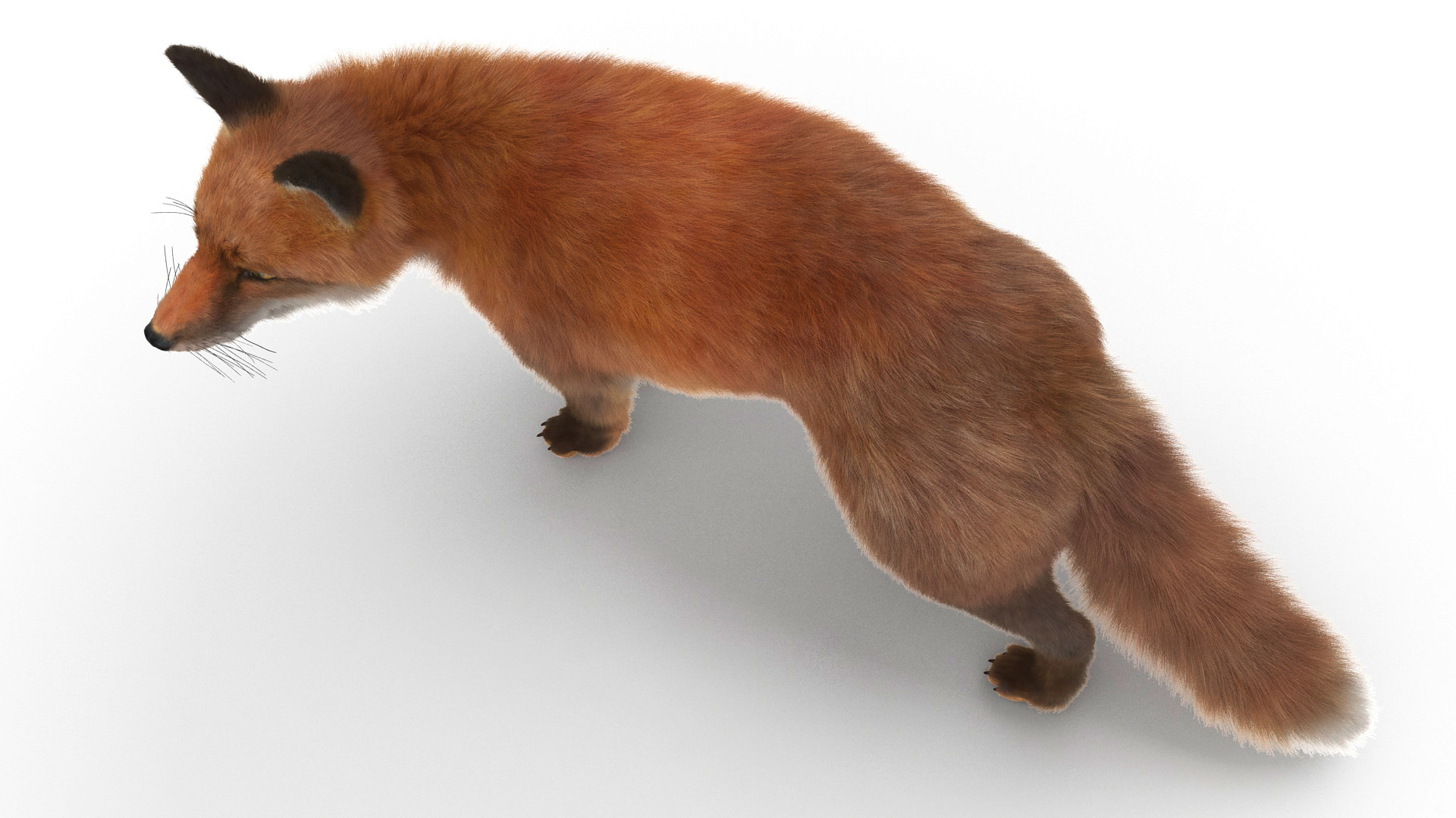 Wild Fox Idle Pose Fur 3D