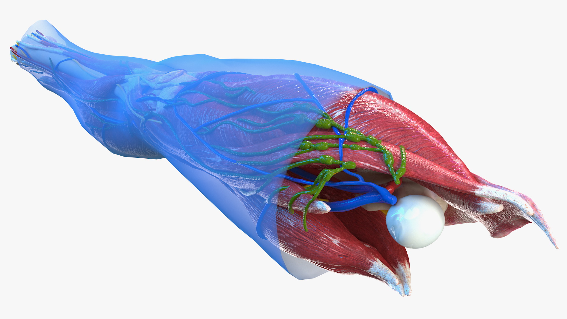 3D Human Knee Joint Anatomy Rigged