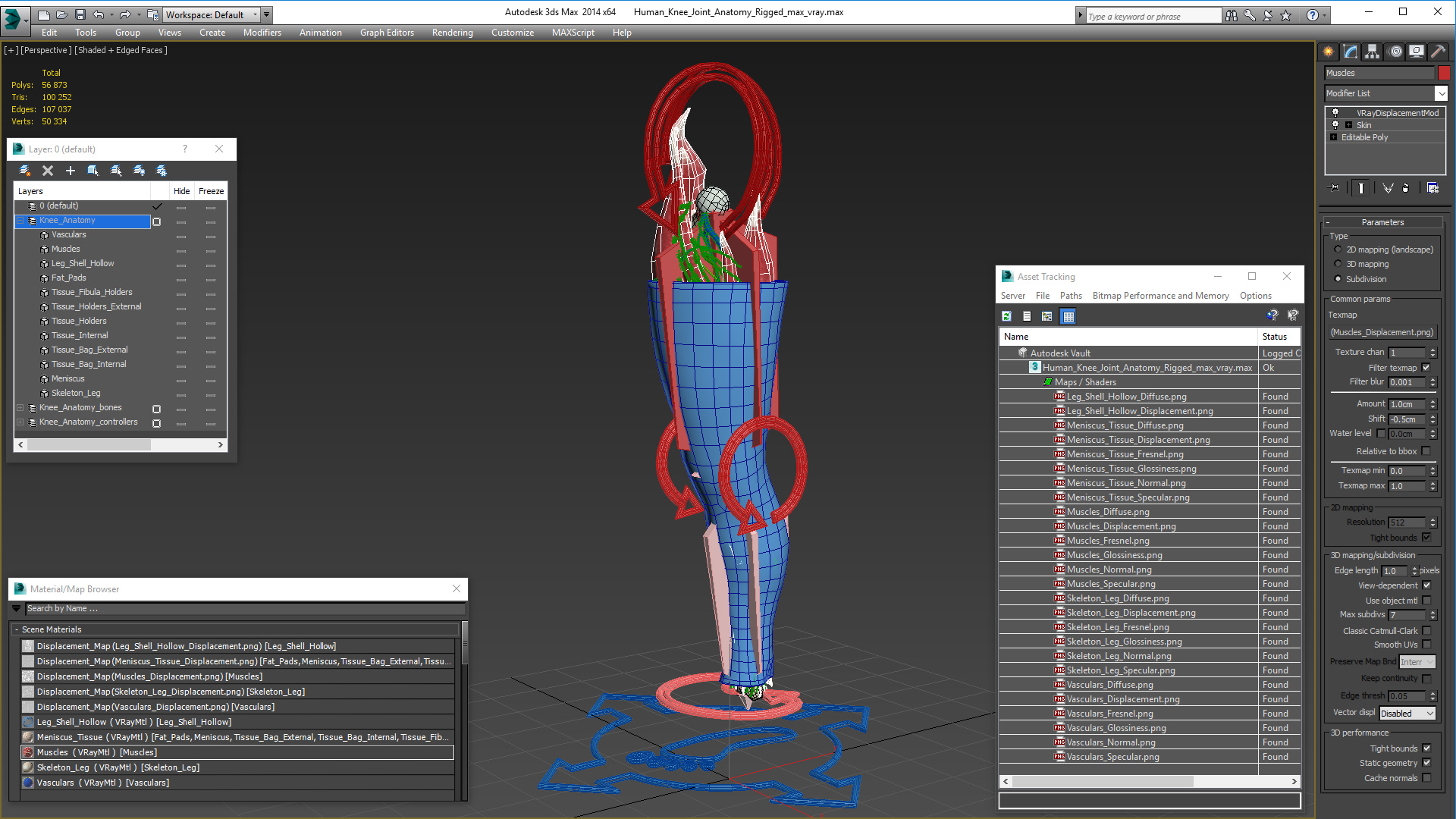 3D Human Knee Joint Anatomy Rigged