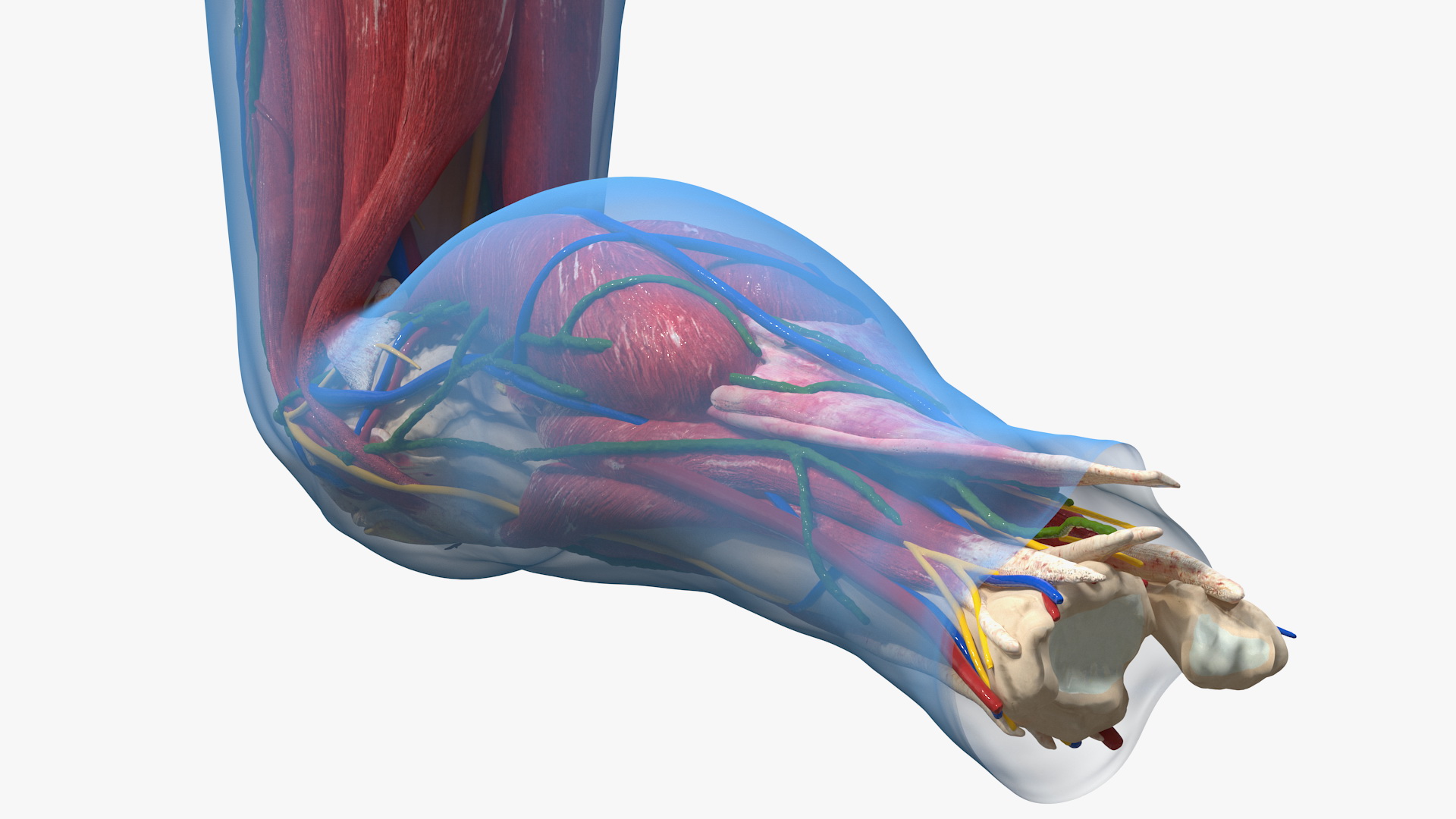 3D Human Knee Joint Anatomy Rigged