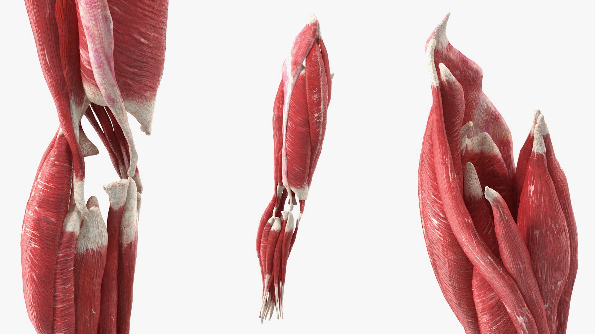 3D Human Knee Joint Anatomy Rigged