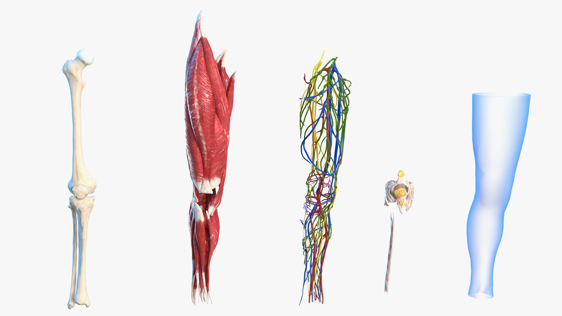 3D Human Knee Joint Anatomy Rigged