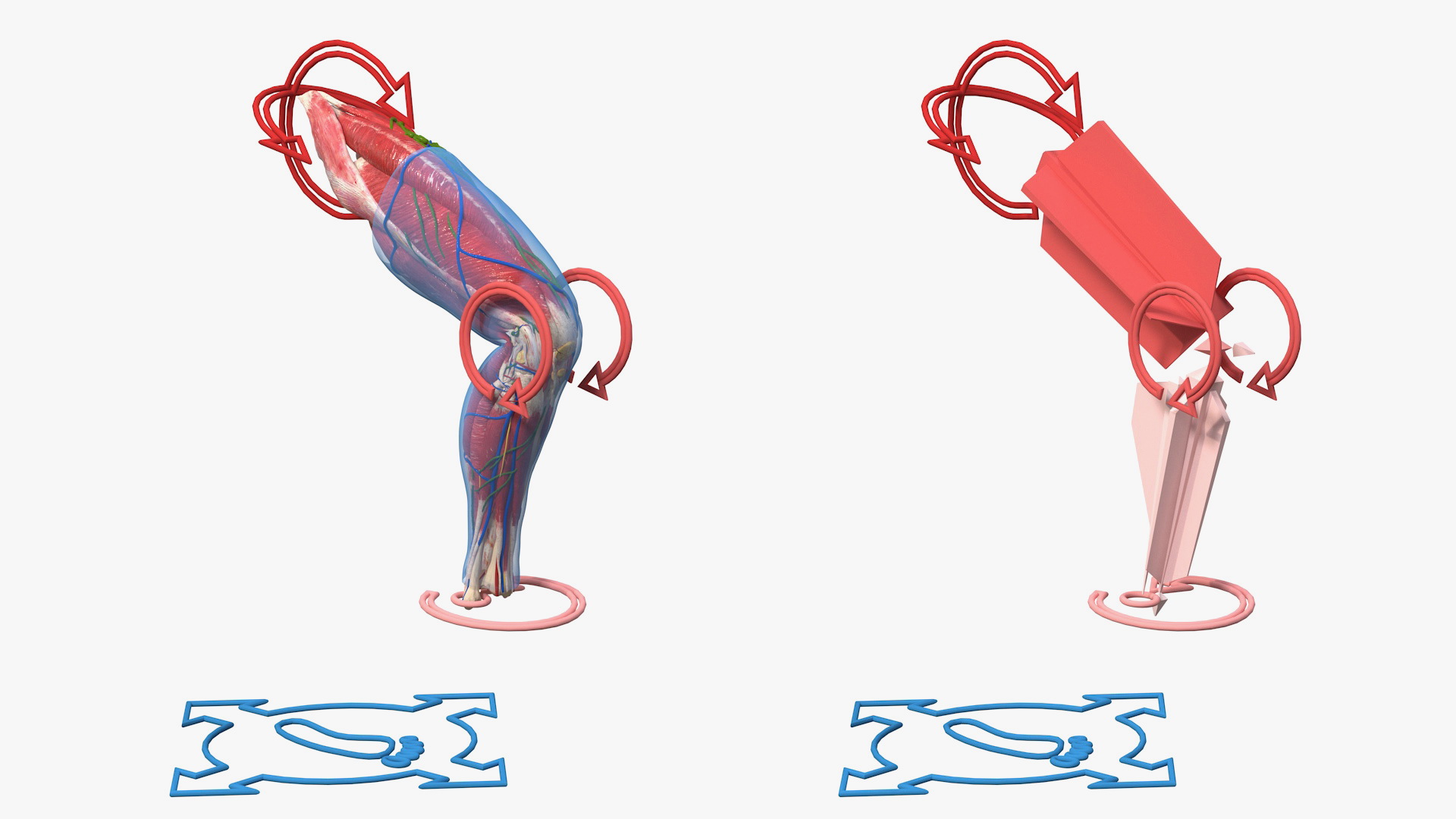 3D Human Knee Joint Anatomy Rigged