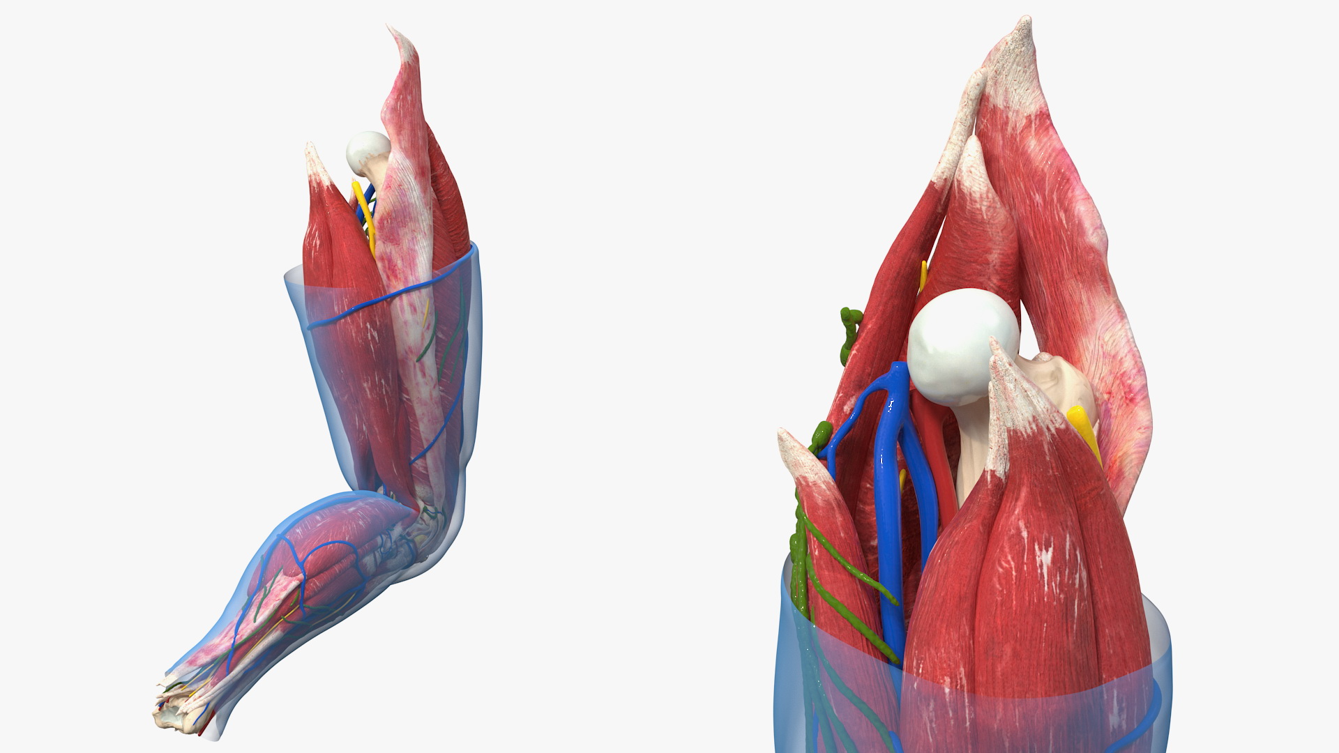 3D Human Knee Joint Anatomy Rigged
