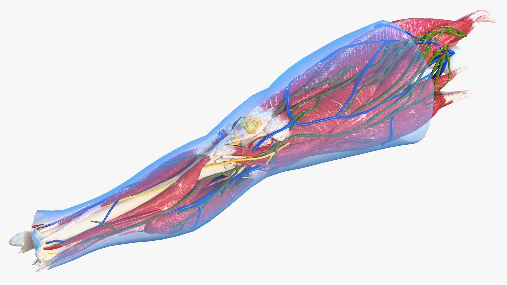 3D Human Knee Joint Anatomy Rigged