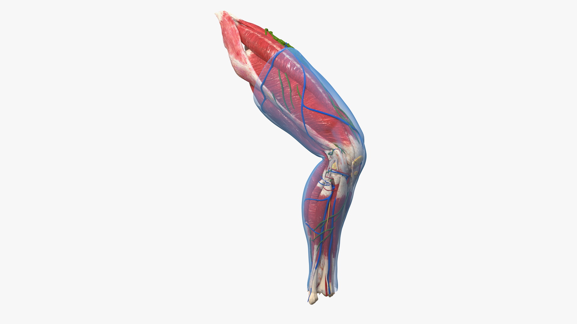 3D Human Knee Joint Anatomy Rigged