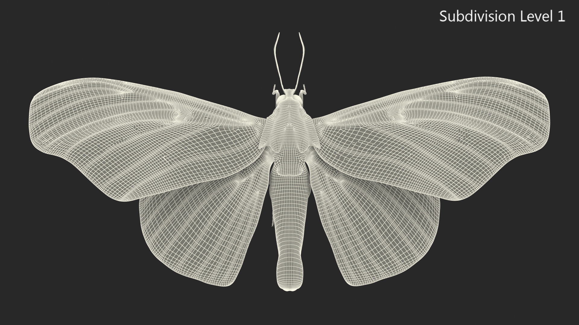 3D model Animated Brahmaea Wallichii Flight Fur Rigged