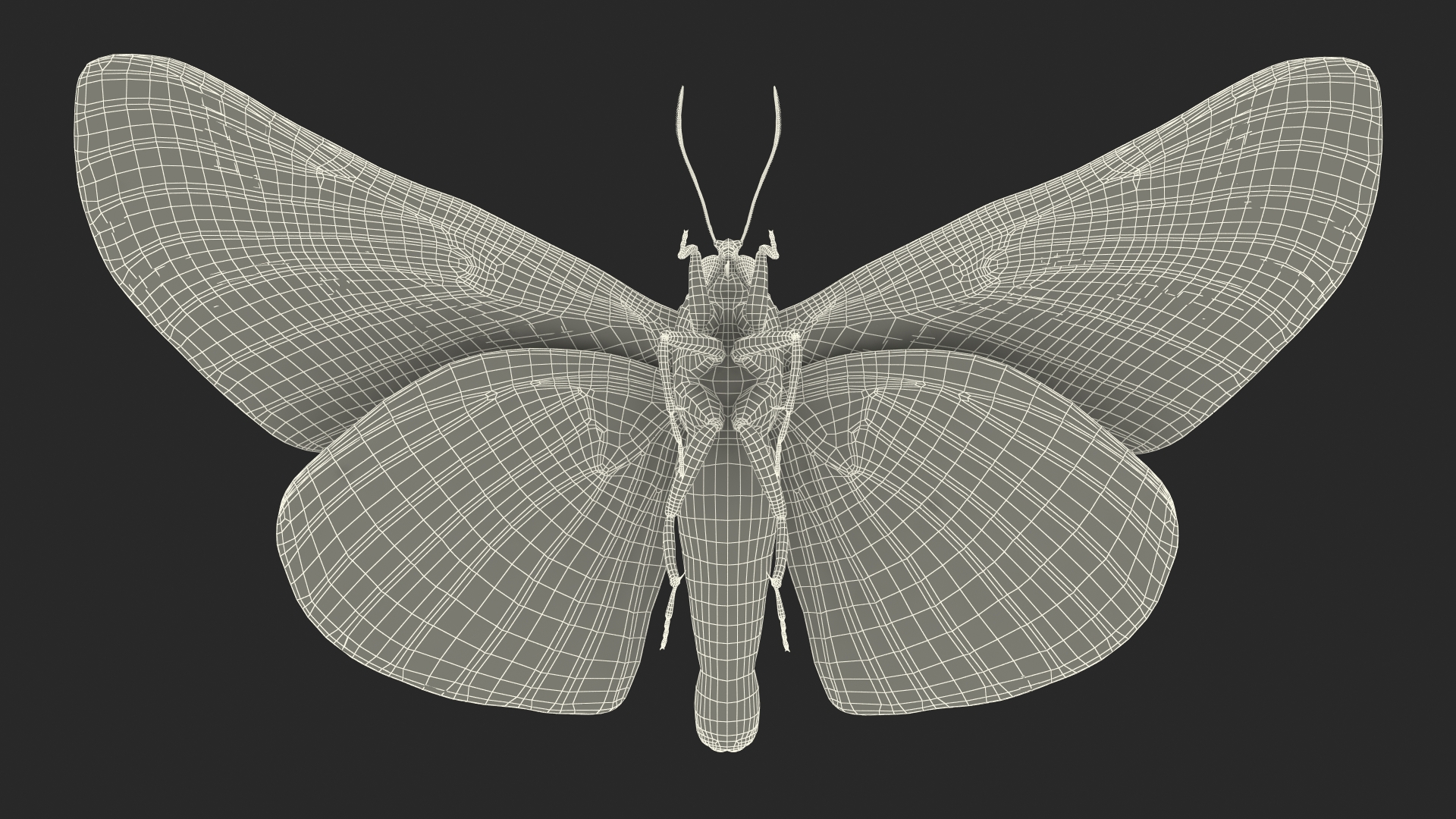 3D model Animated Brahmaea Wallichii Flight Fur Rigged