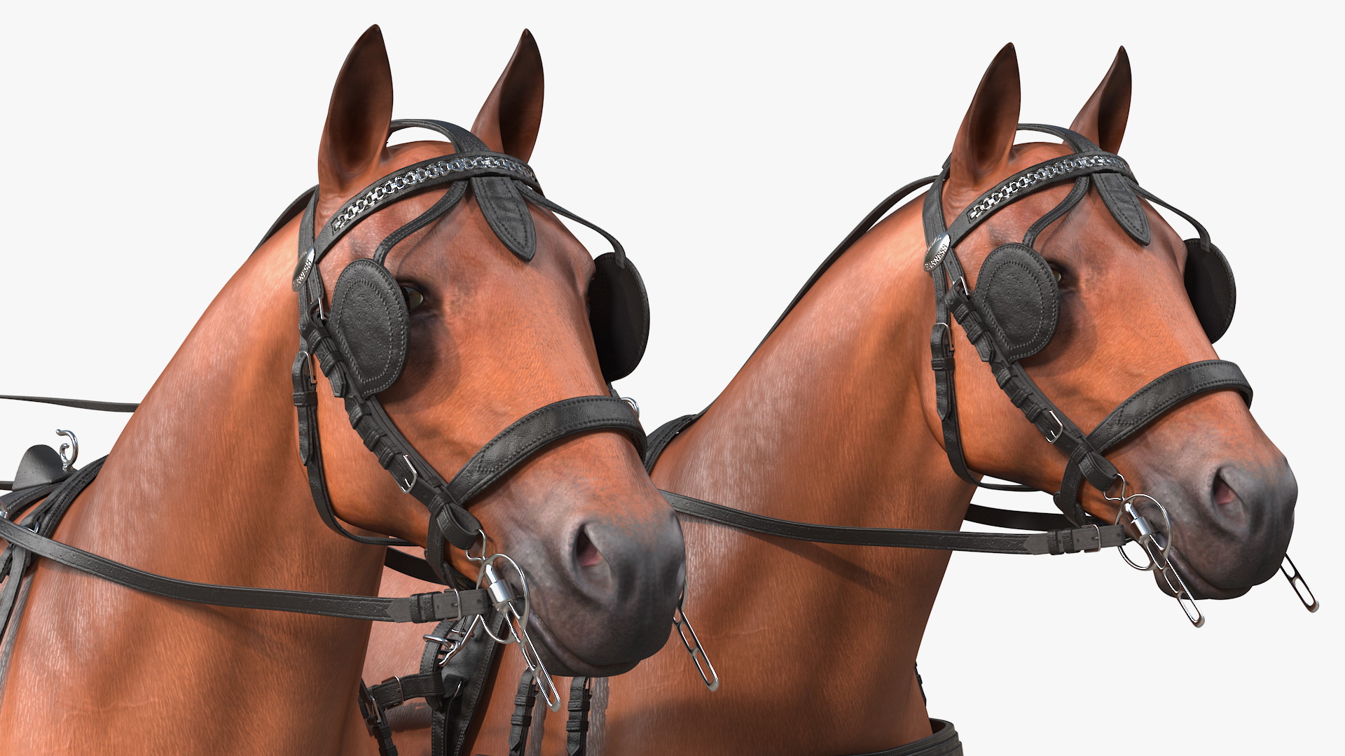 Team of Four Breast Collar Harness 3D model