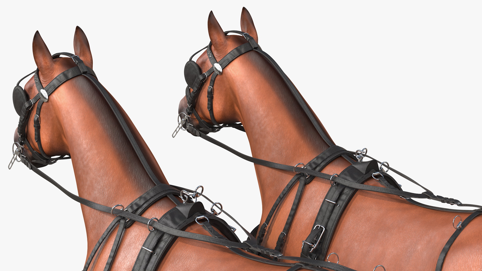 Team of Four Breast Collar Harness 3D model