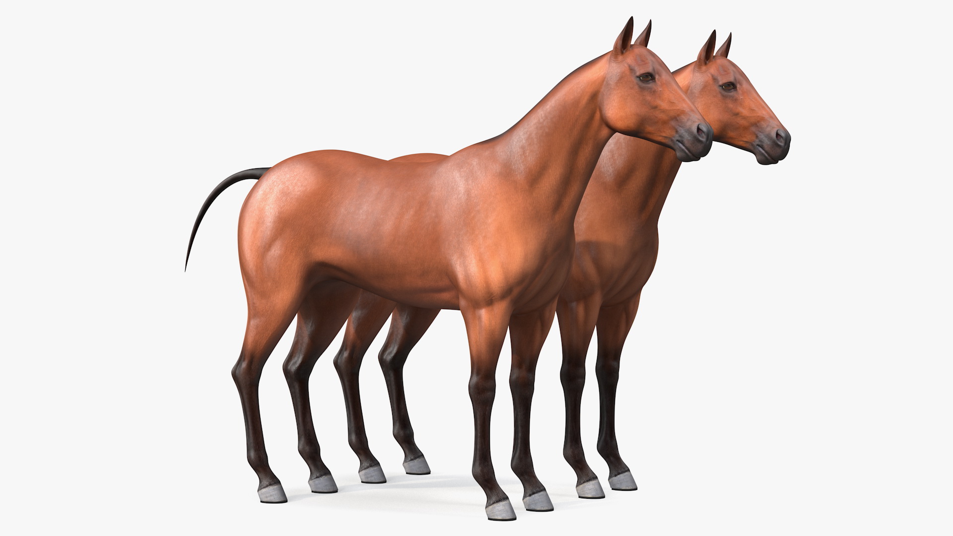 Team of Four Breast Collar Harness 3D model