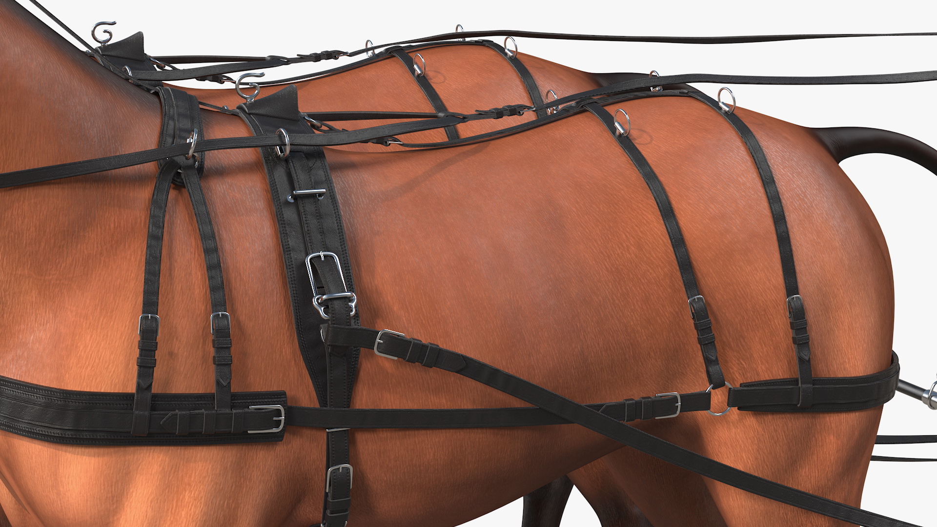 Team of Four Breast Collar Harness 3D model