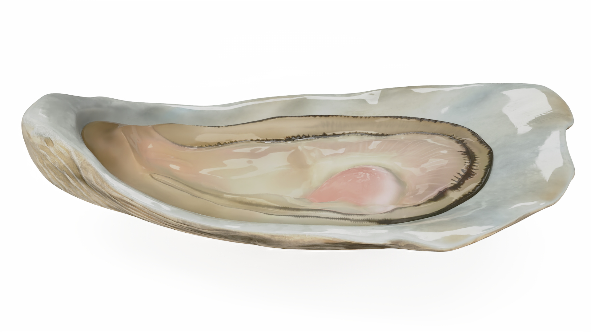3D Opened Oyster model