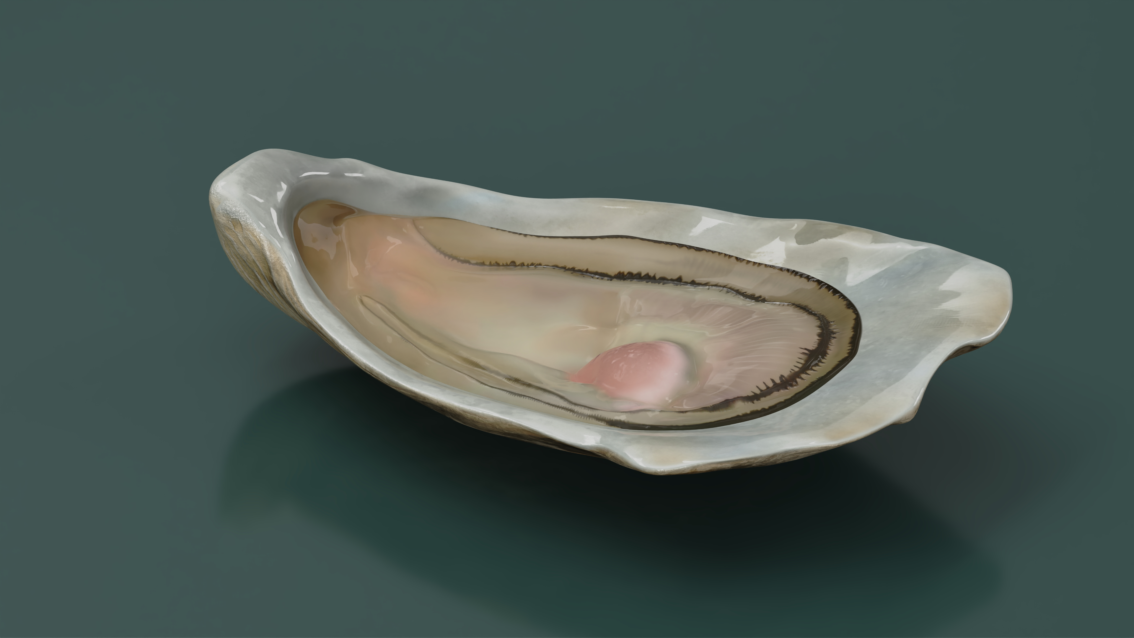 3D Opened Oyster model