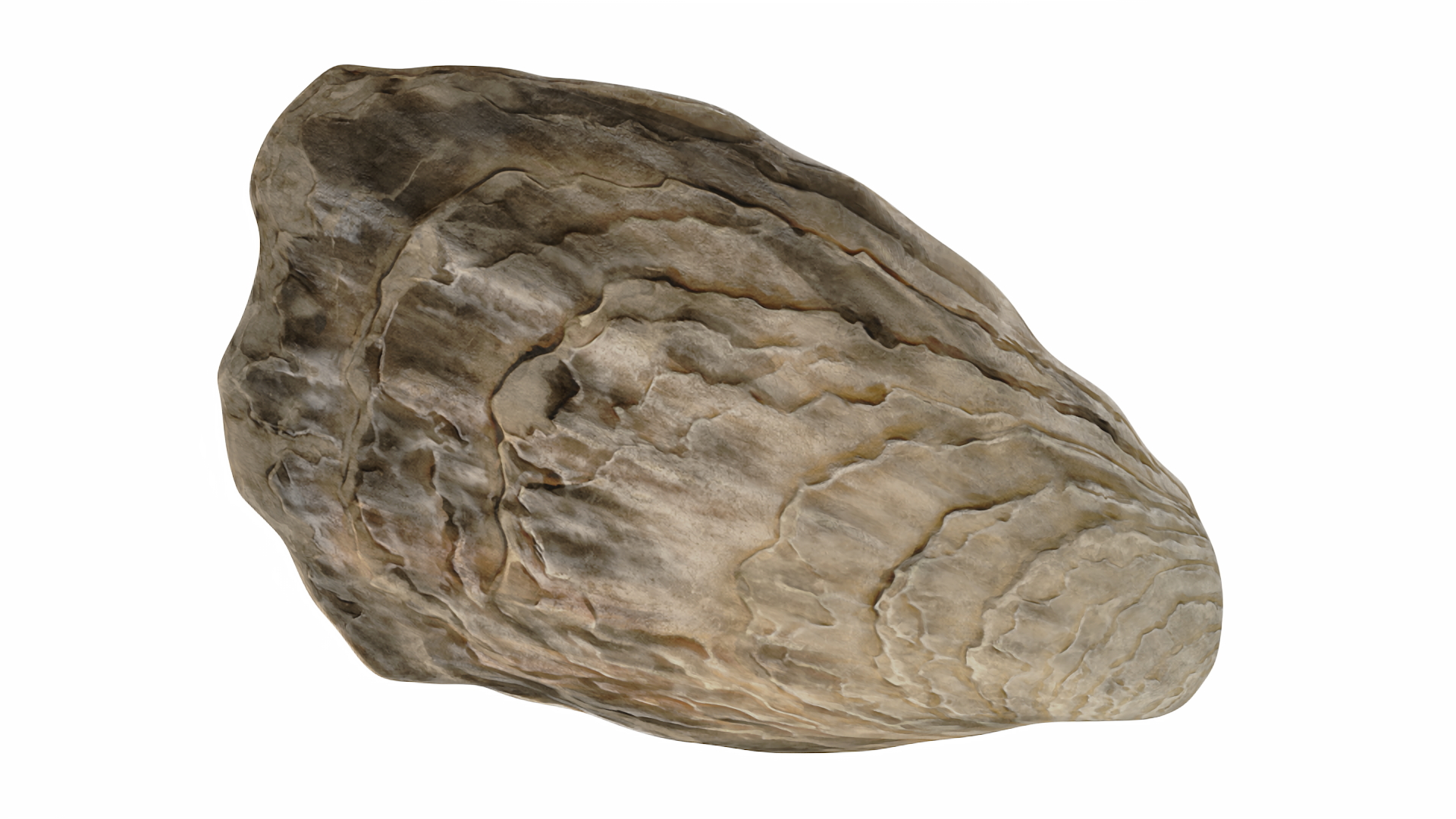 3D Opened Oyster model
