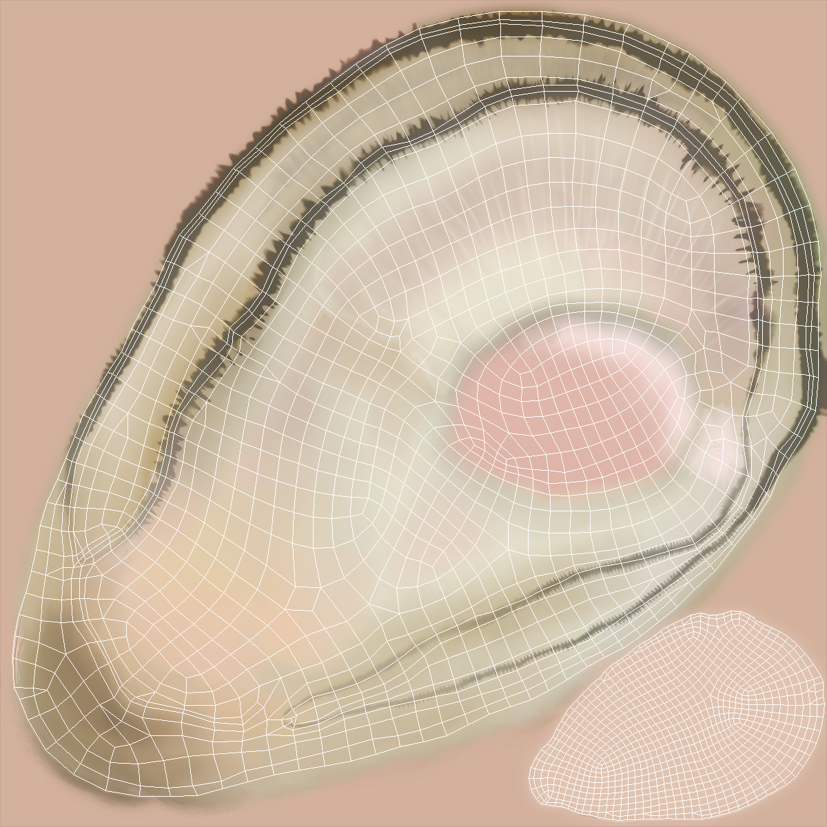 3D Opened Oyster model
