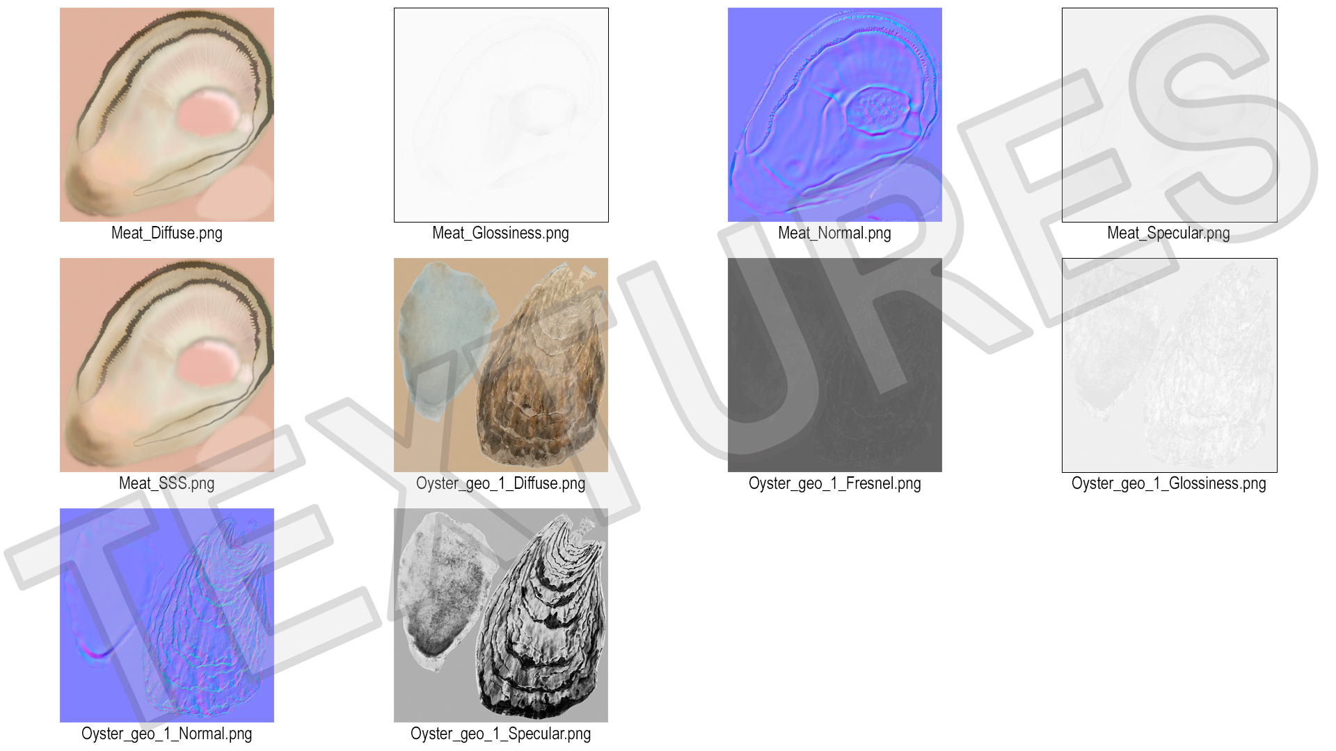 3D Opened Oyster model