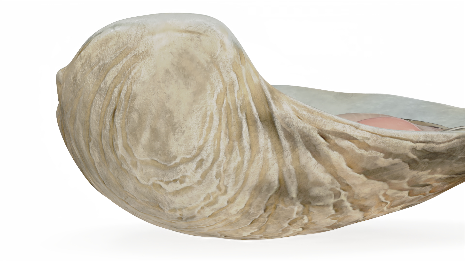 3D Opened Oyster model