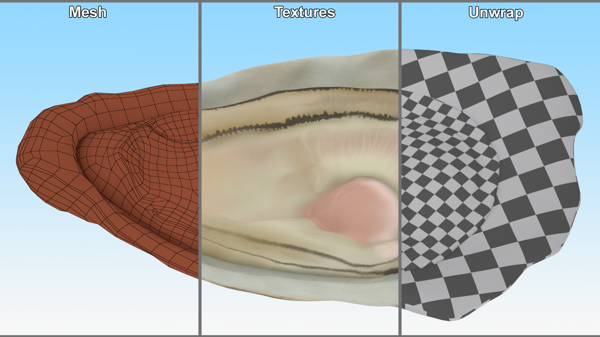 3D Opened Oyster model