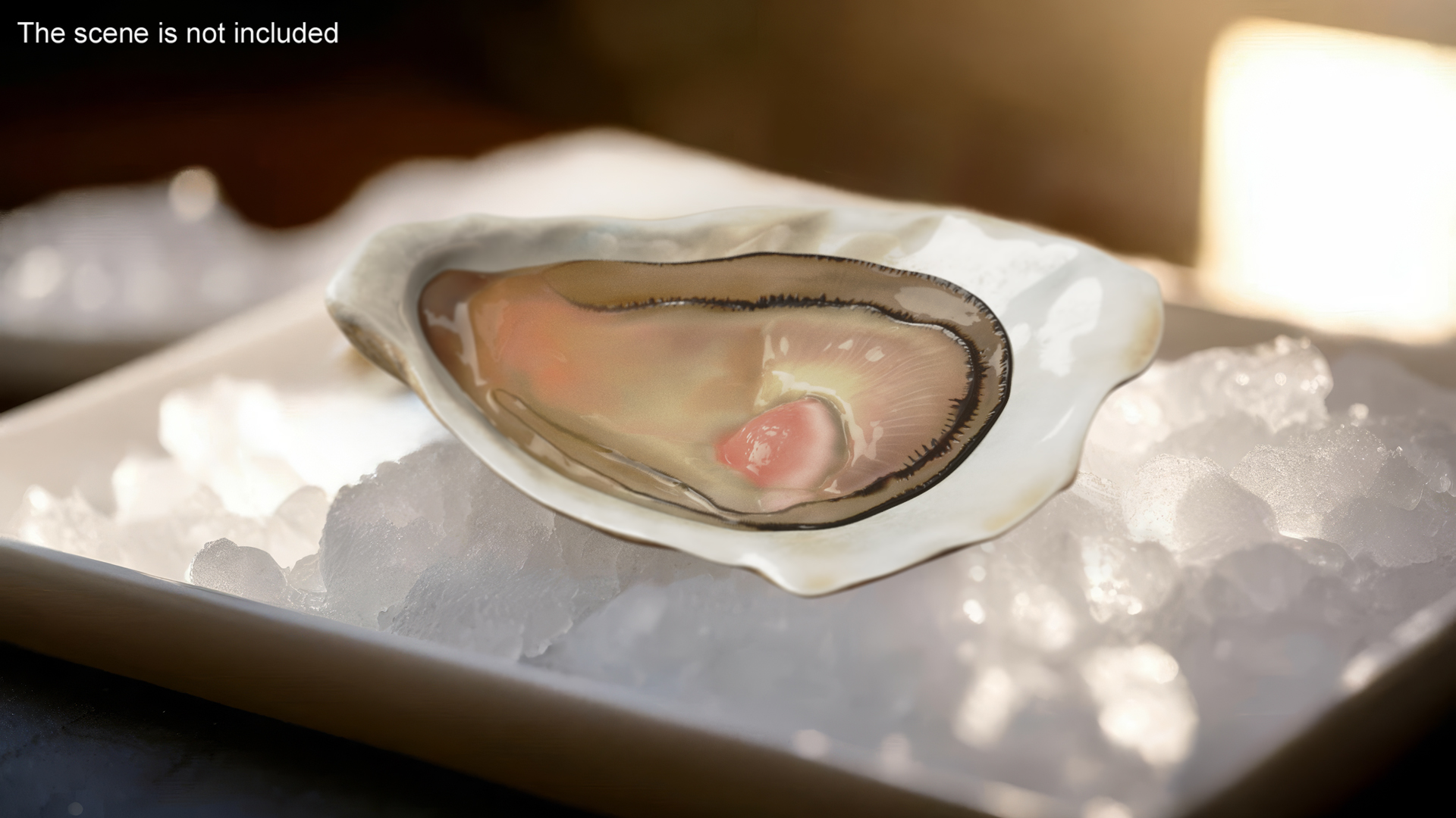 3D Opened Oyster model