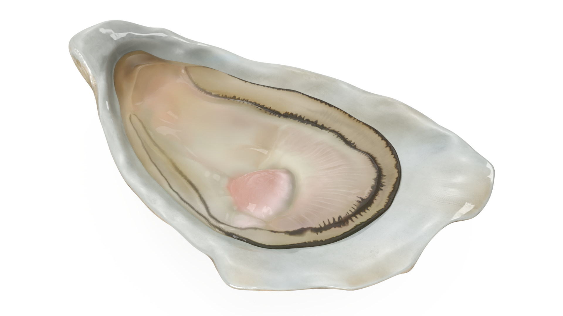3D Opened Oyster model