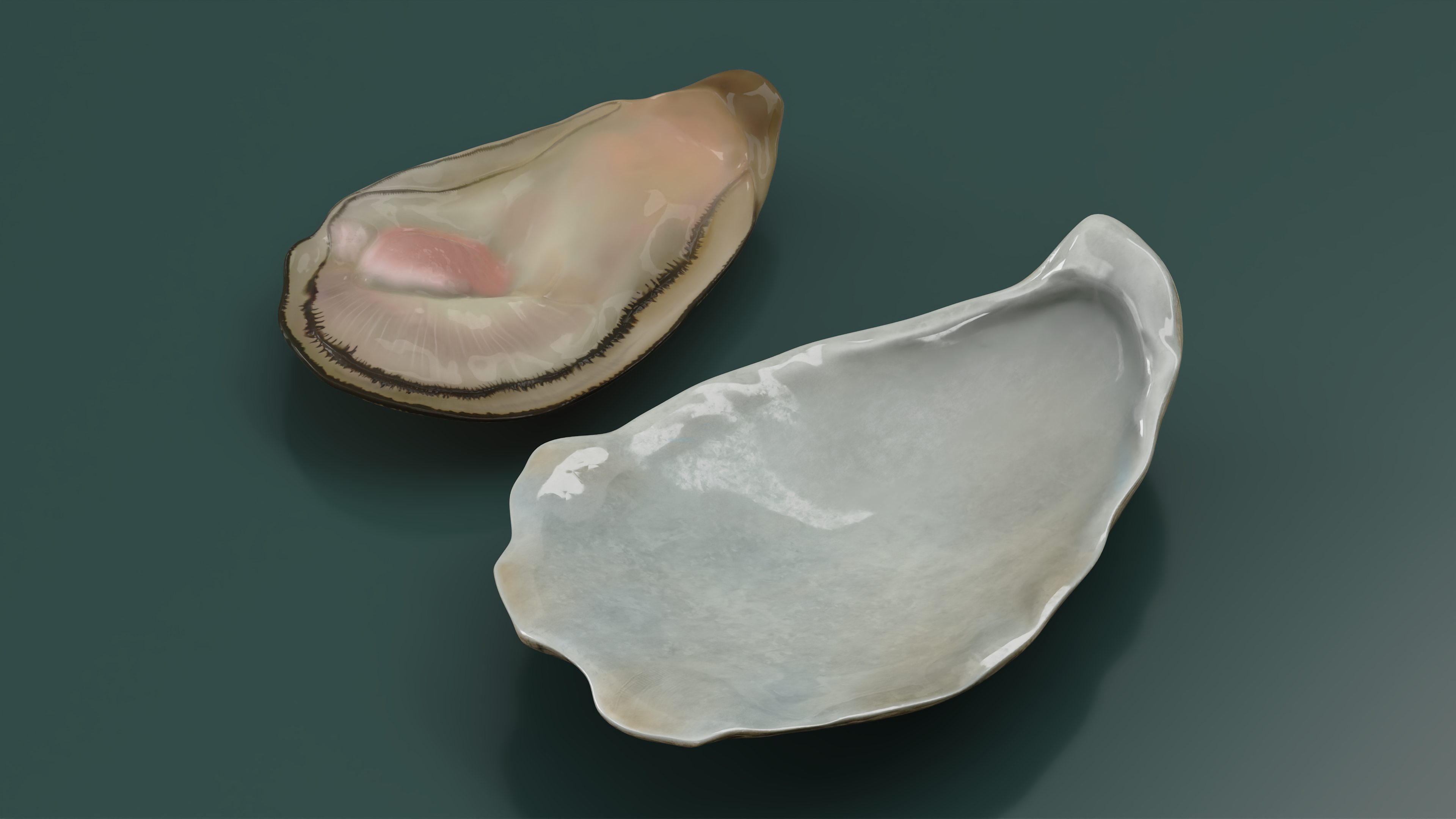 3D Opened Oyster model