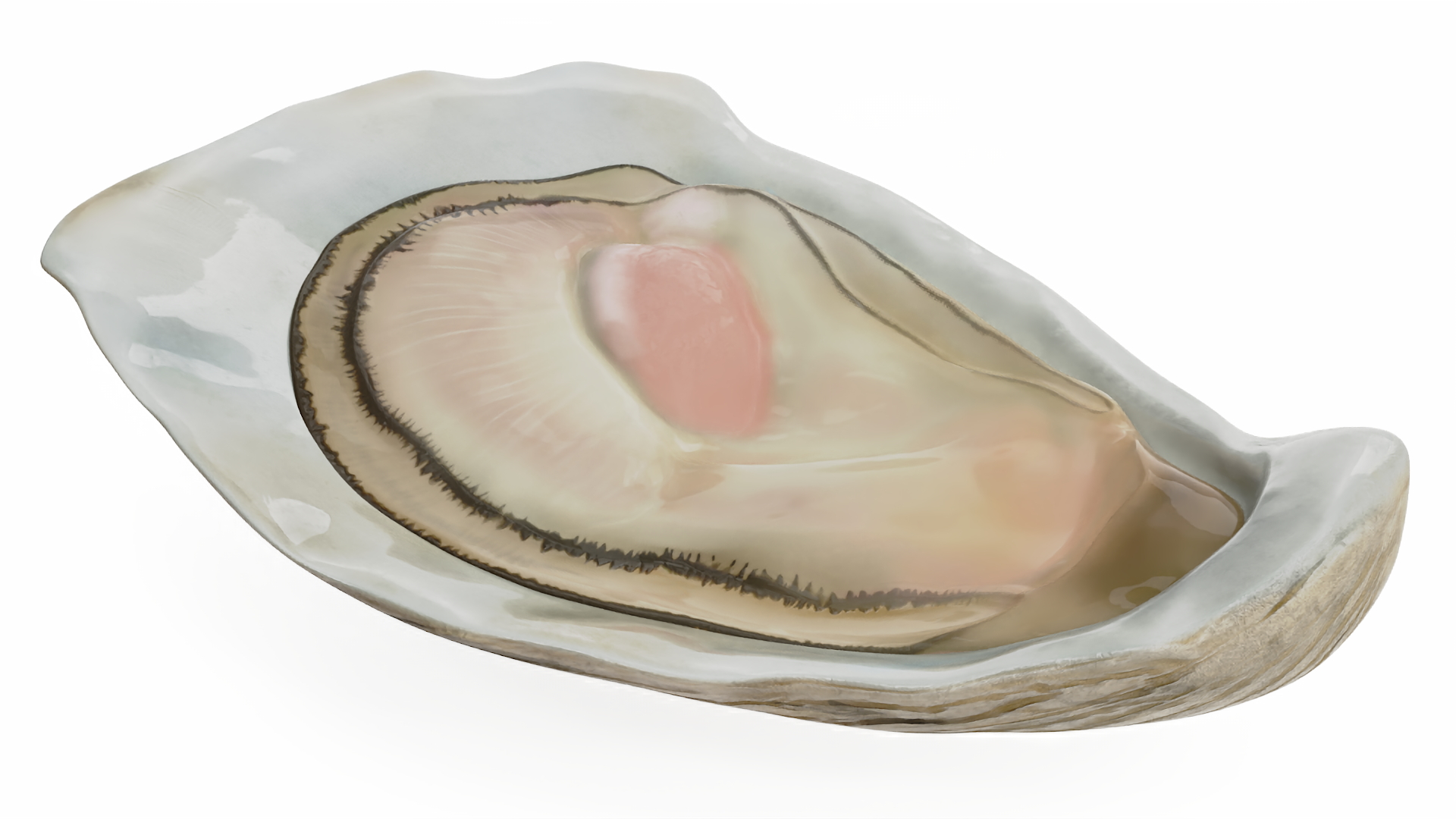 3D Opened Oyster model