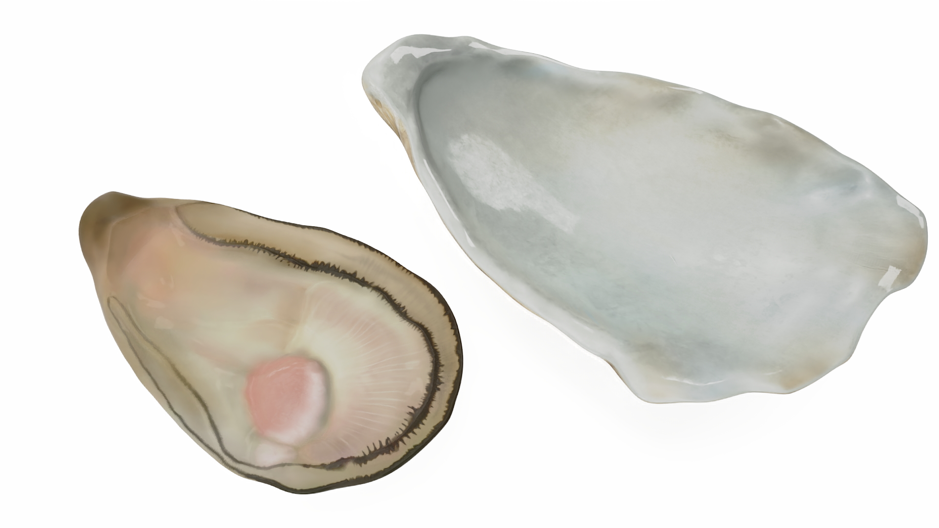 3D Opened Oyster model