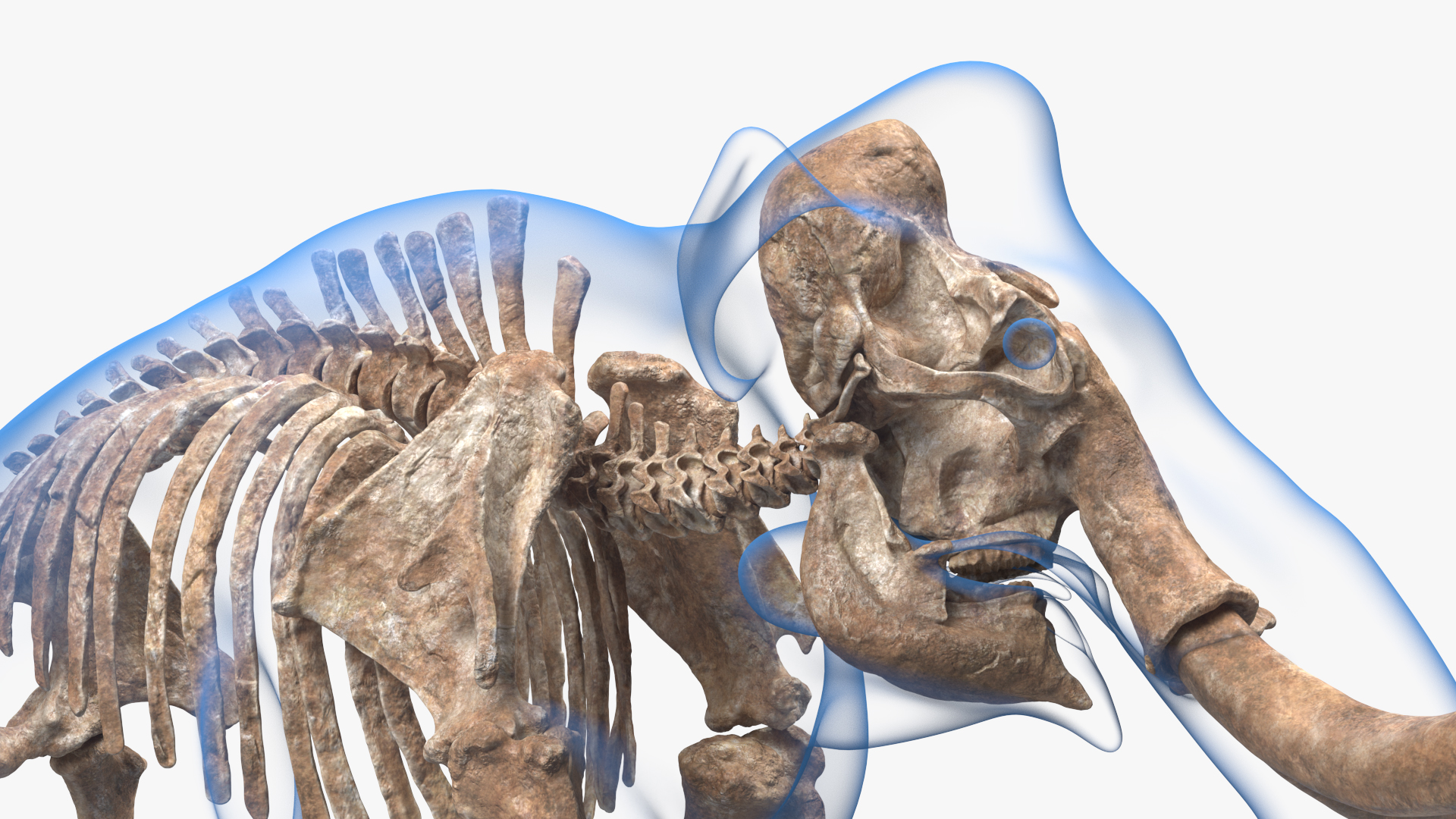 3D model Adult Mammoth Old Skeleton Shell Walking Pose