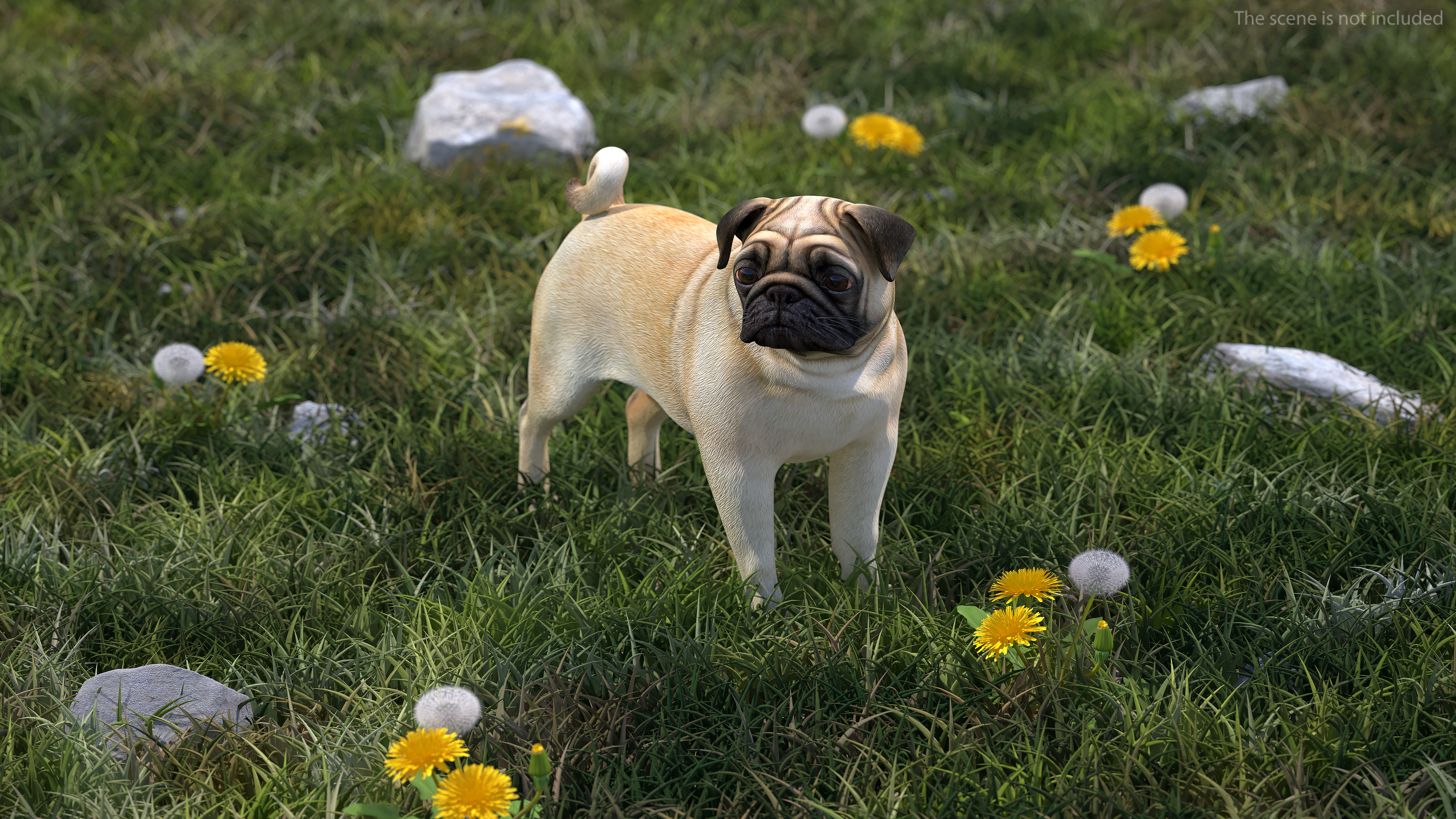 Pug Dog 3D model
