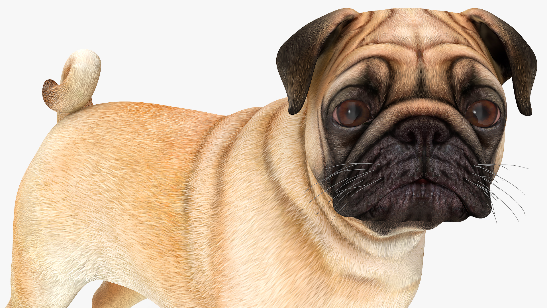 Pug Dog 3D model