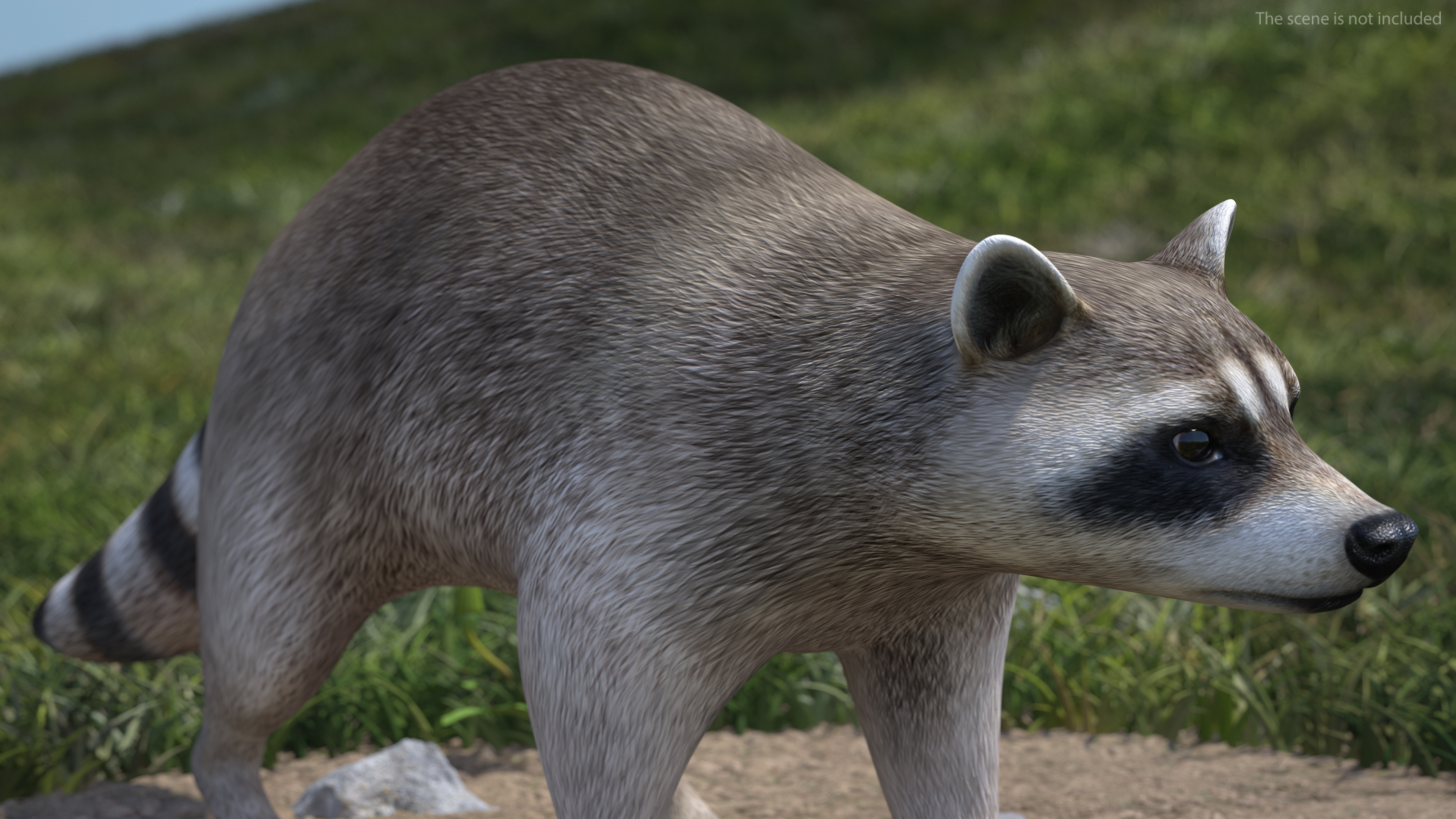 3D model Raccoon Walking Pose