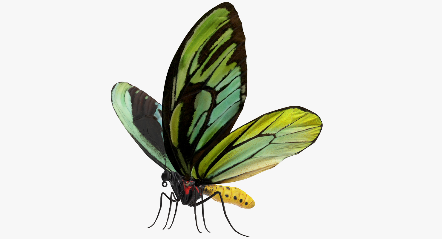 3D model Queen Alexandras Birdwing Butterfly