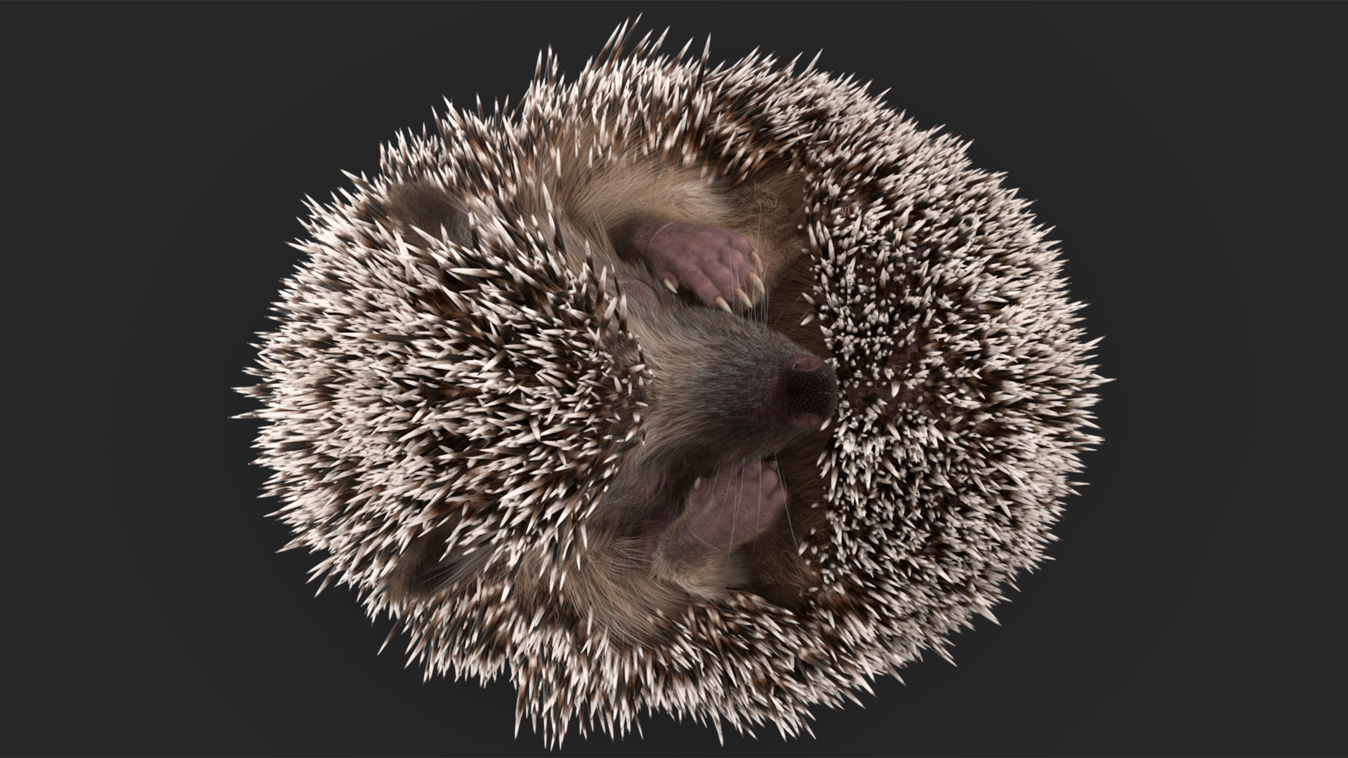 Sleeping Black Hedgehog Fur 3D