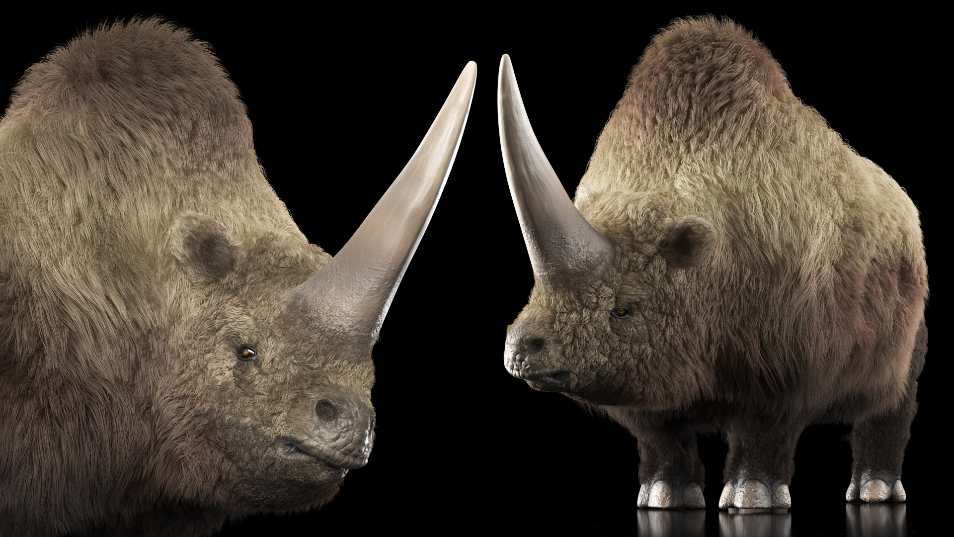 3D Siberian Unicorn Walking Pose Fur model