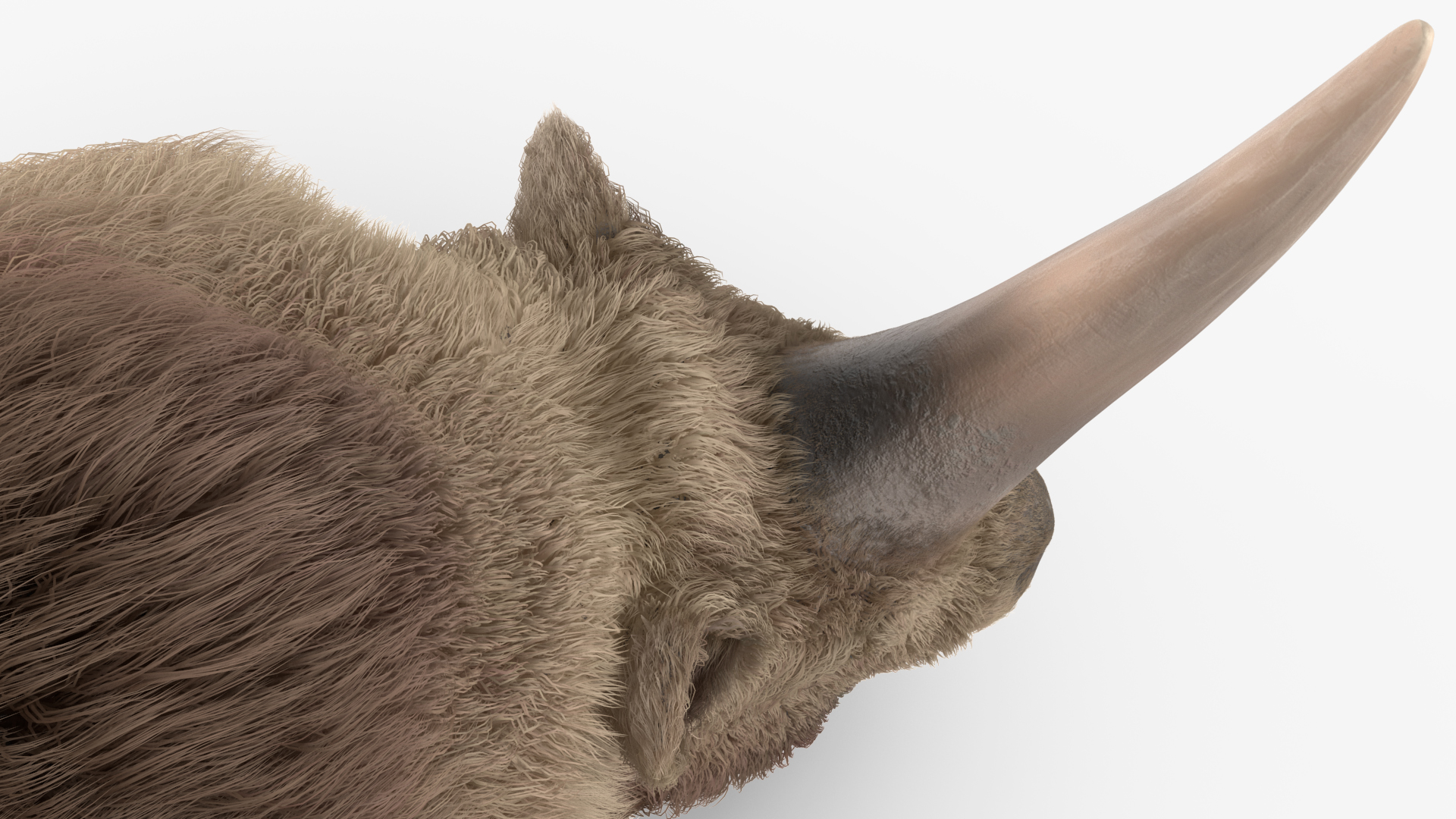 3D Siberian Unicorn Walking Pose Fur model