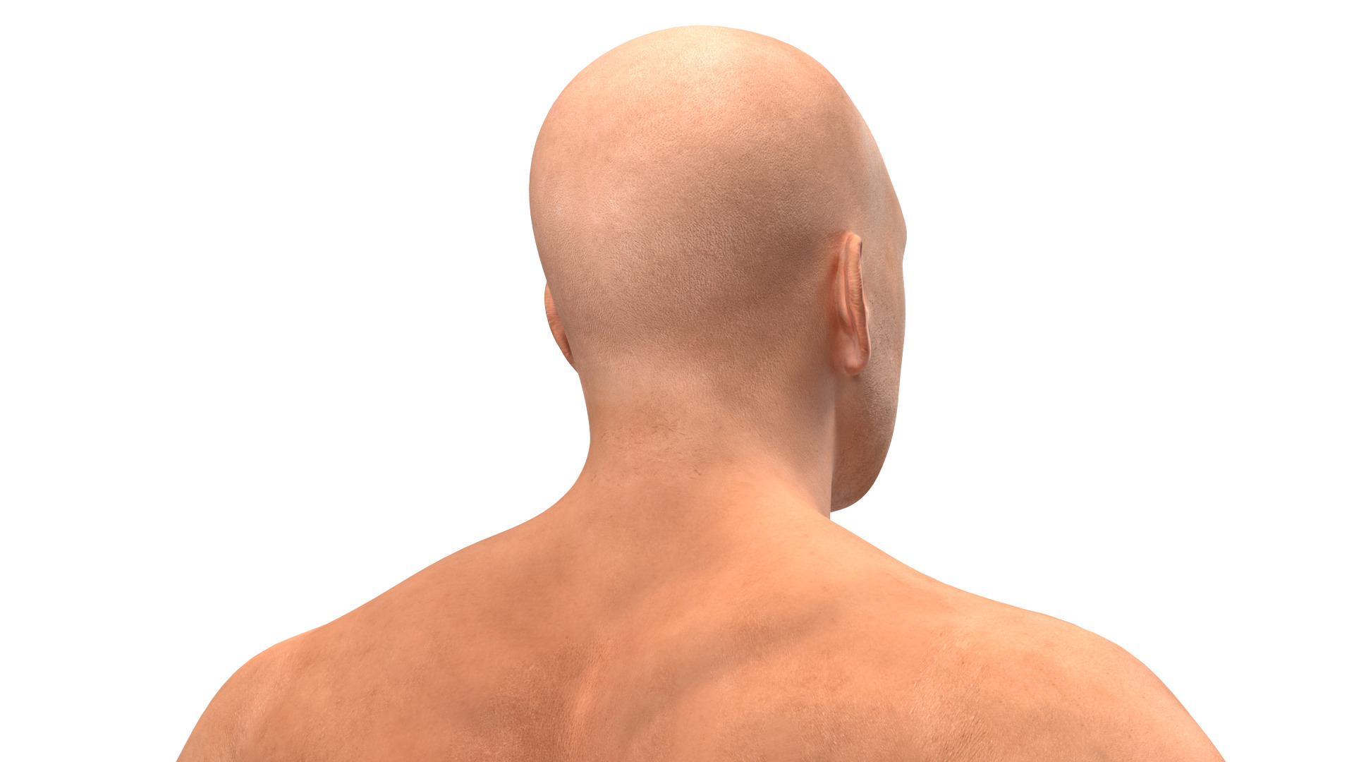 3D model IBF Boxing Champion Rigged for Maya