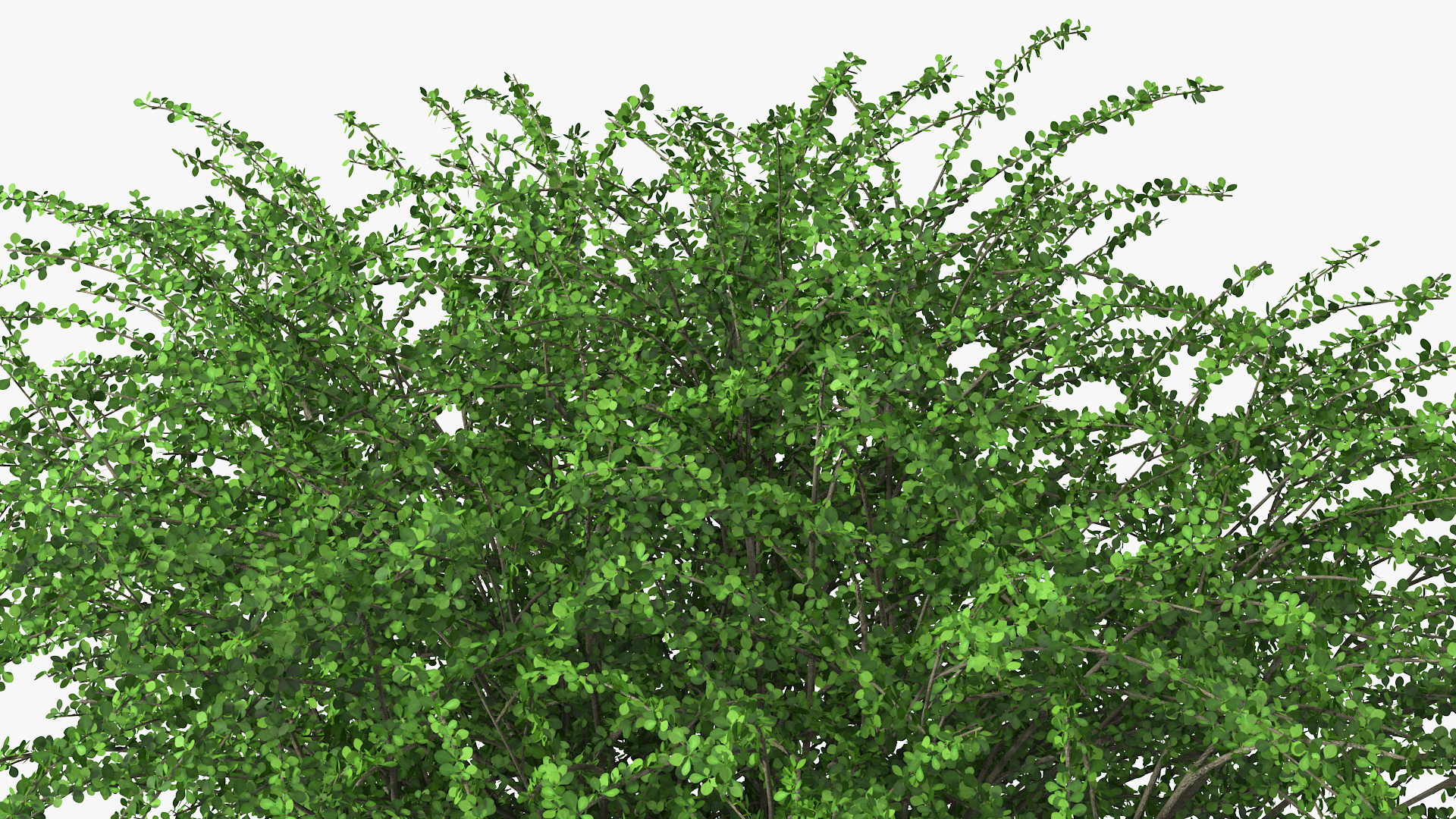 Berberis Green Bush 3D model