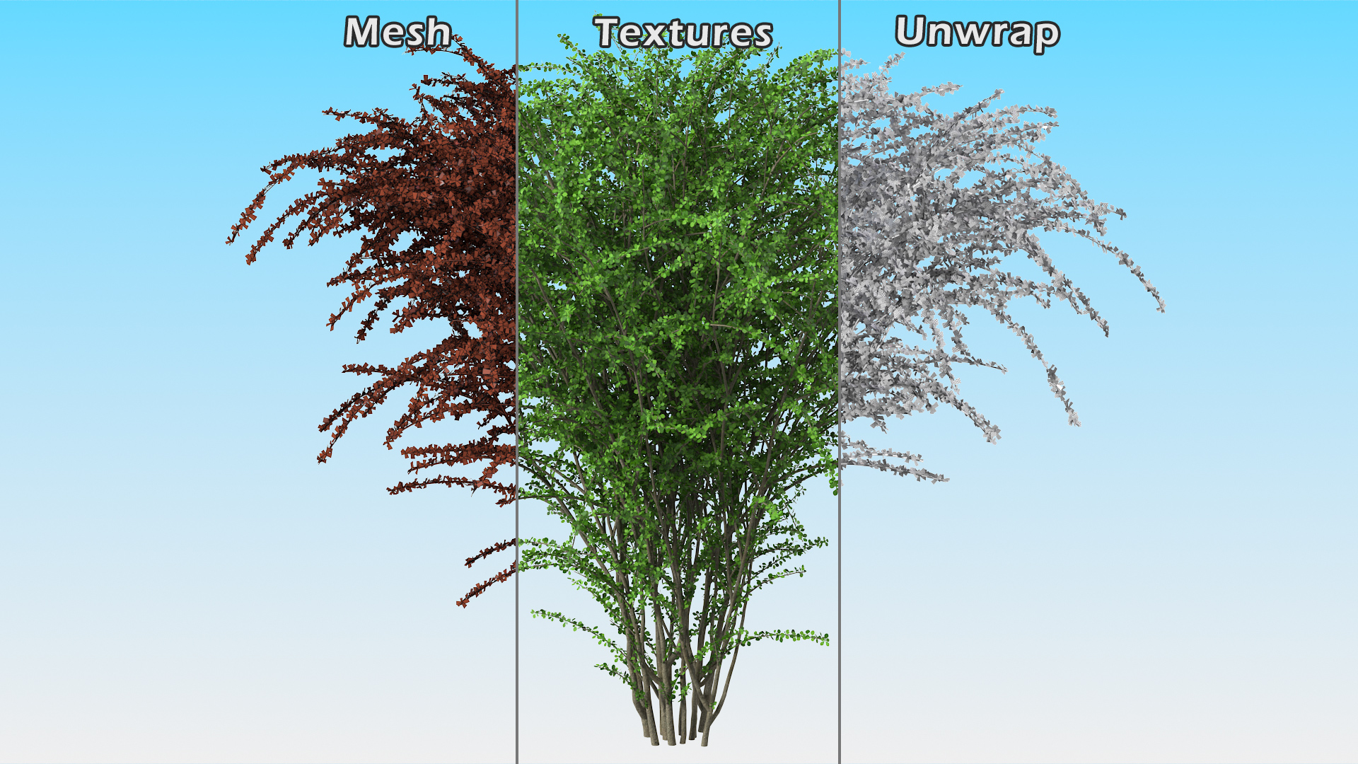 Berberis Green Bush 3D model