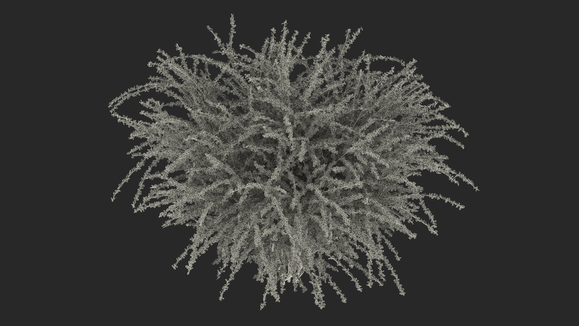 Berberis Green Bush 3D model