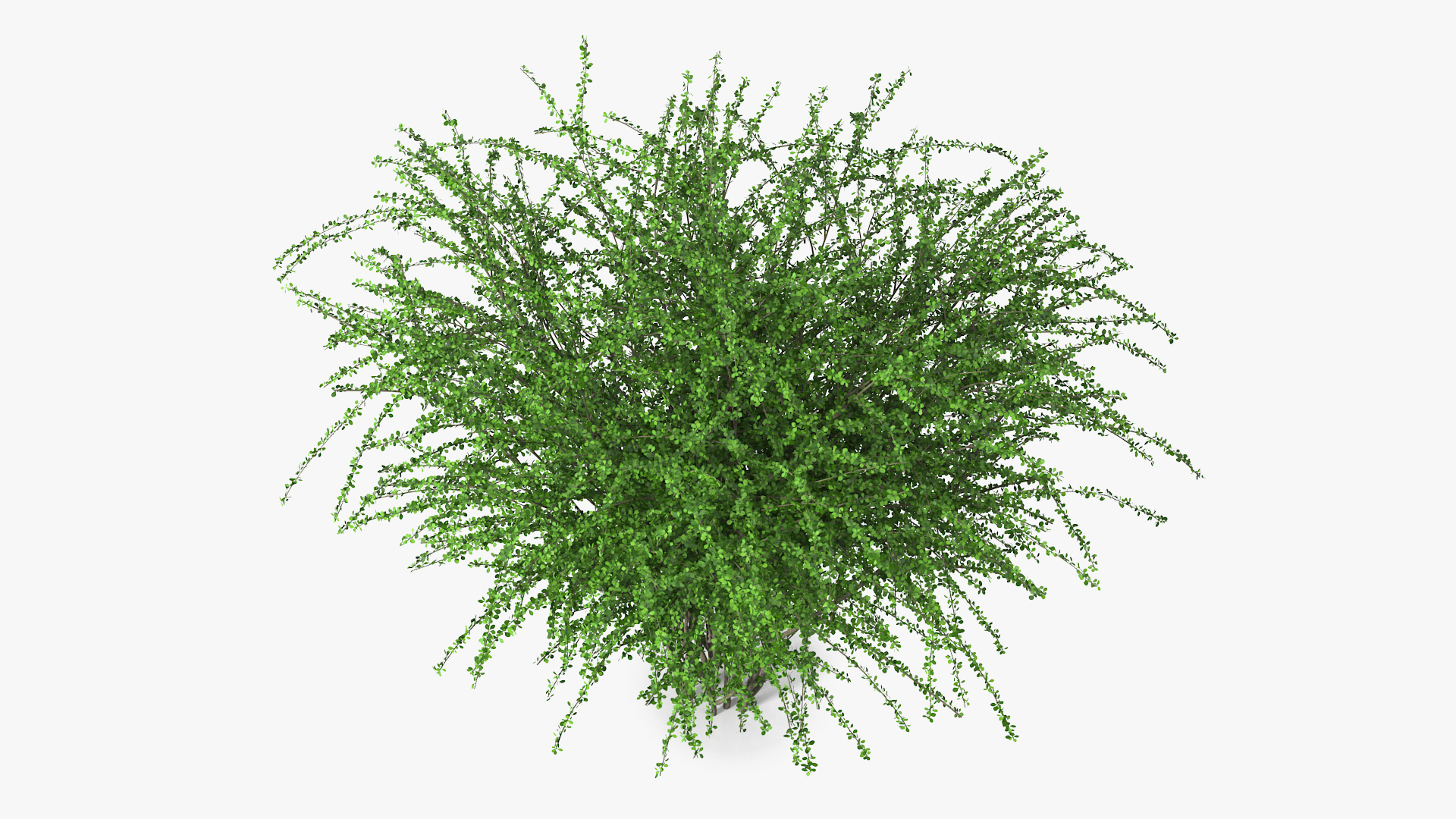 Berberis Green Bush 3D model