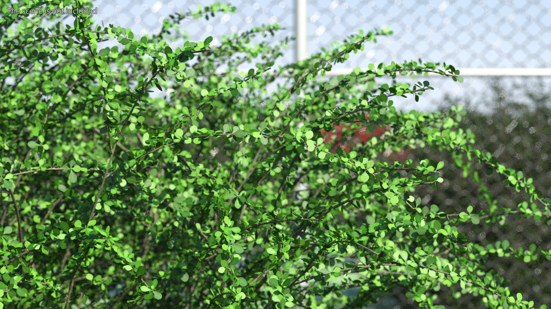Berberis Green Bush 3D model