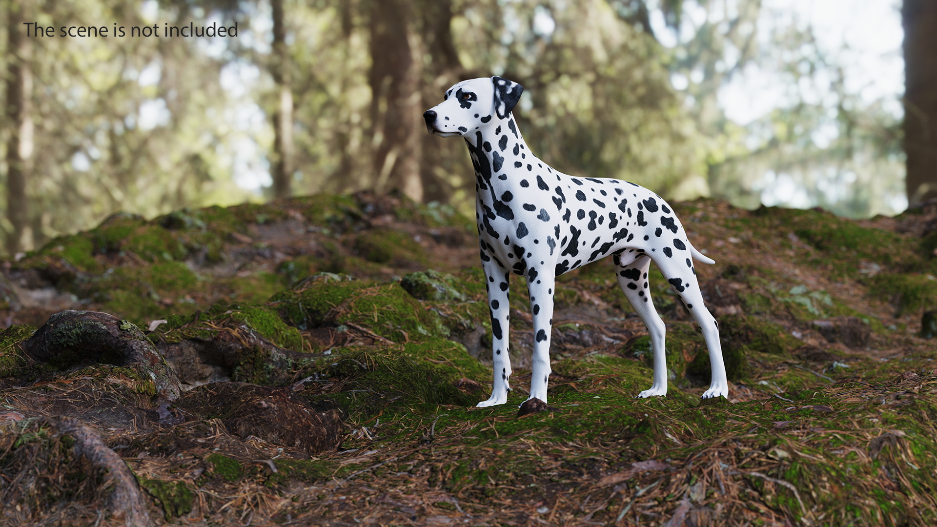 3D Dalmatian Dog model