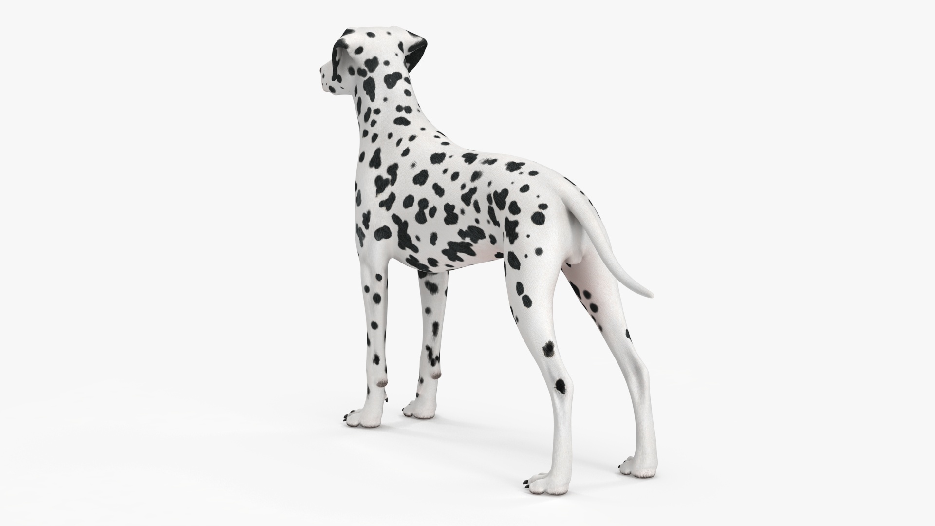 3D Dalmatian Dog model